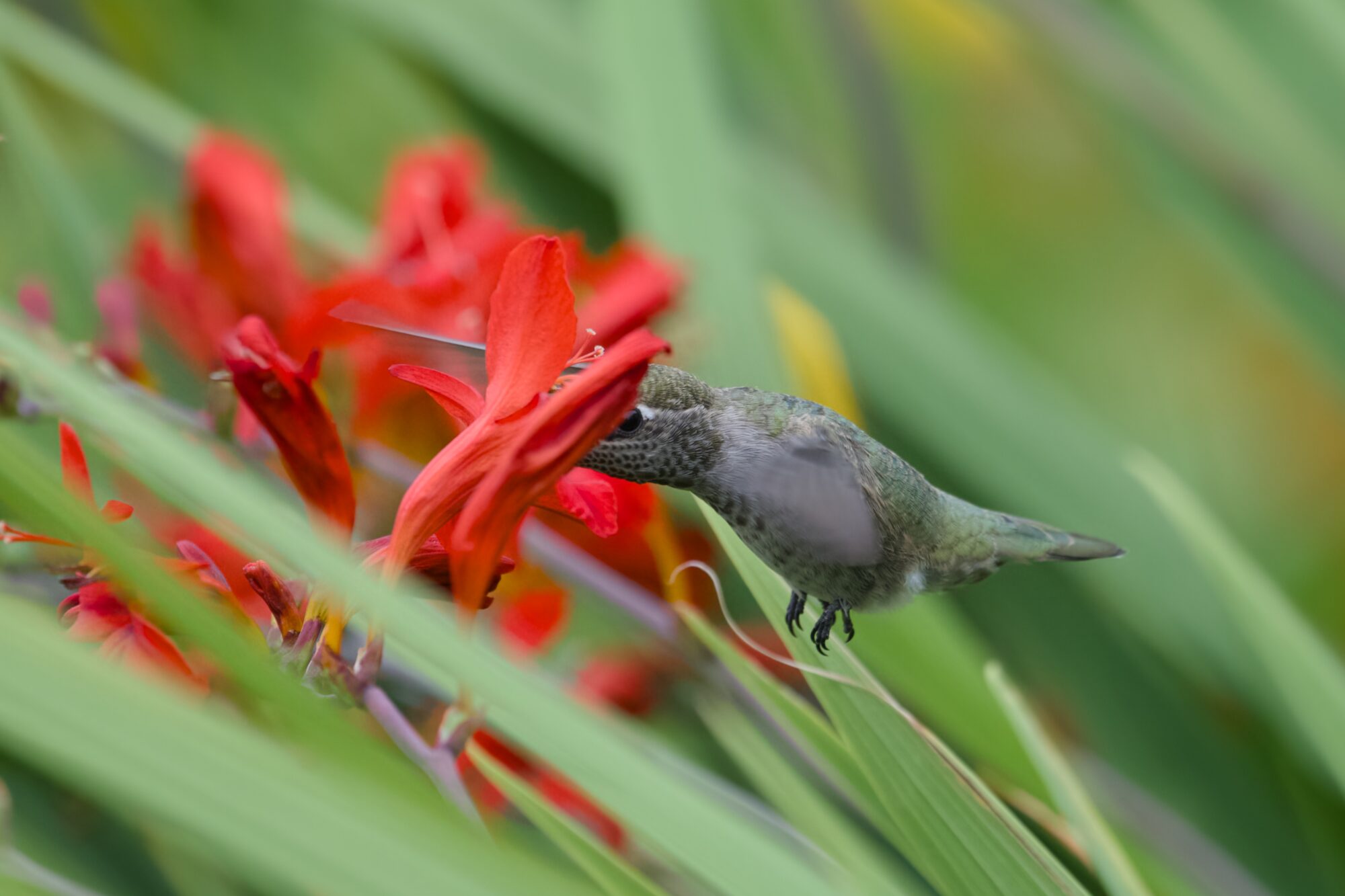 A hovering female Anna's Hummingbird is partly hidden by some red flowers, among green grasses
