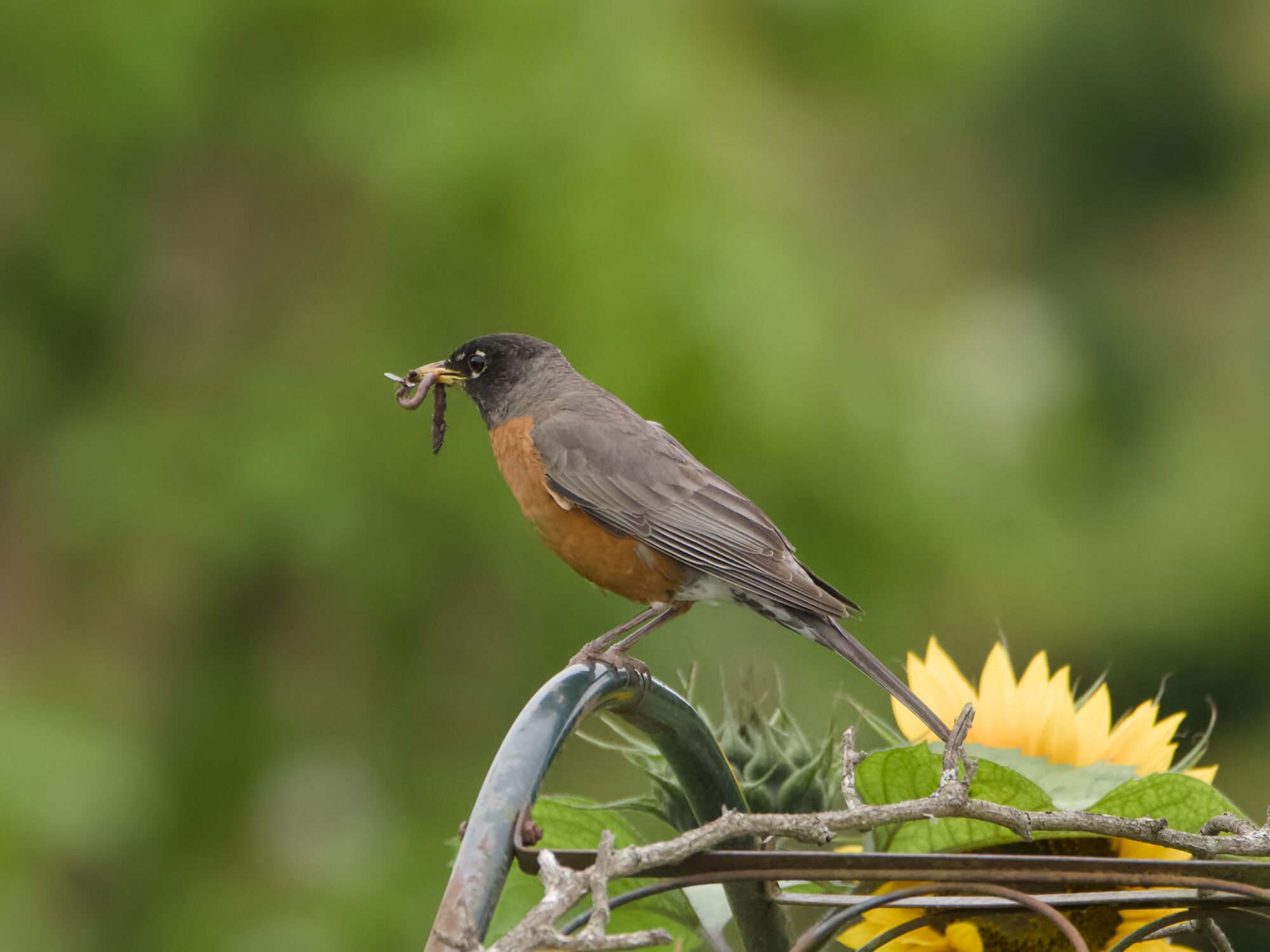 An American Robin on a metal trellis, holding a worm and some kind of winged insect in its beak. Background is fuzzy dark green foliage, and the light is a bit dim
