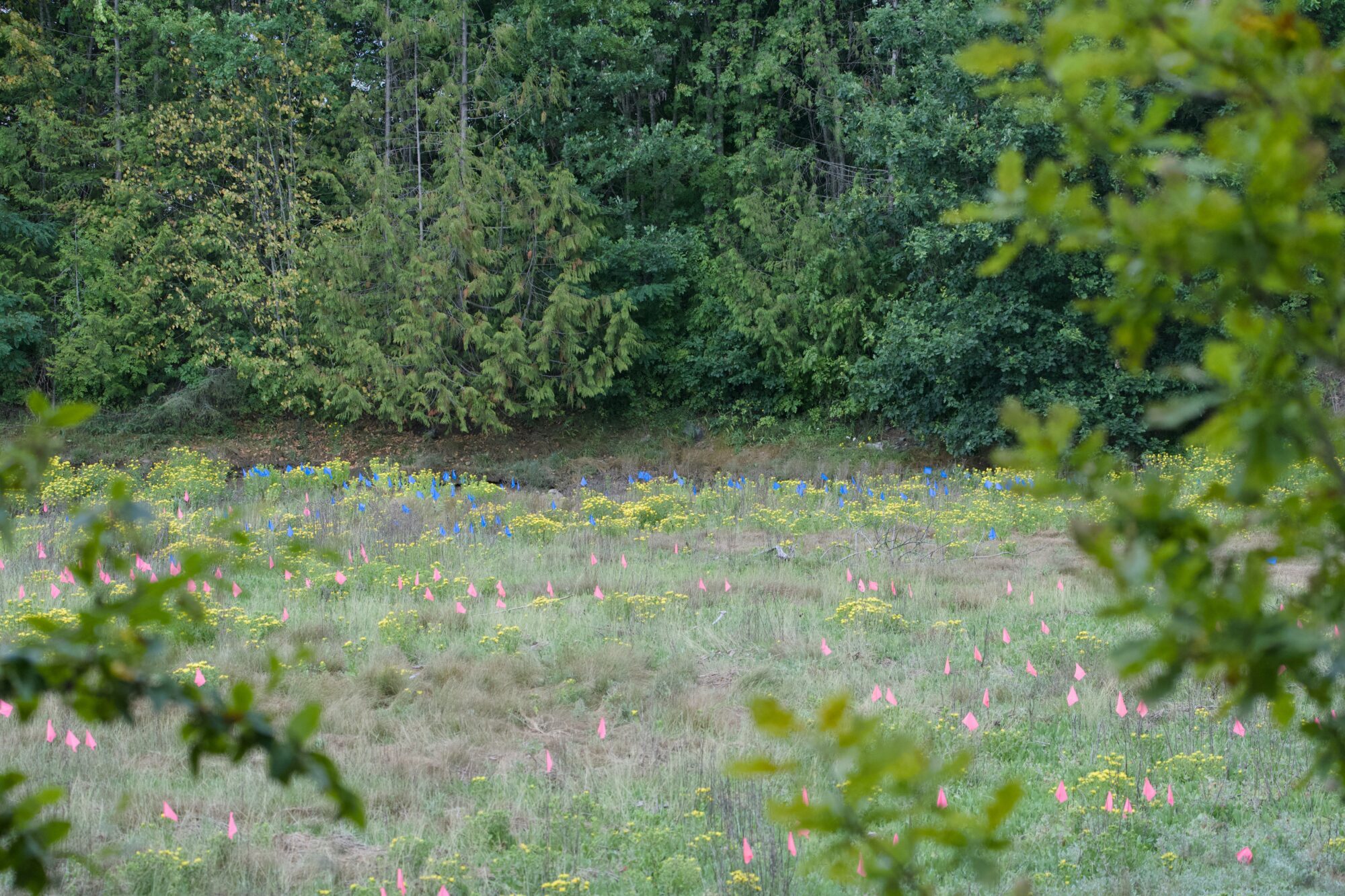 An open grassy area, framed by green branches. In the background is a thick wall of trees