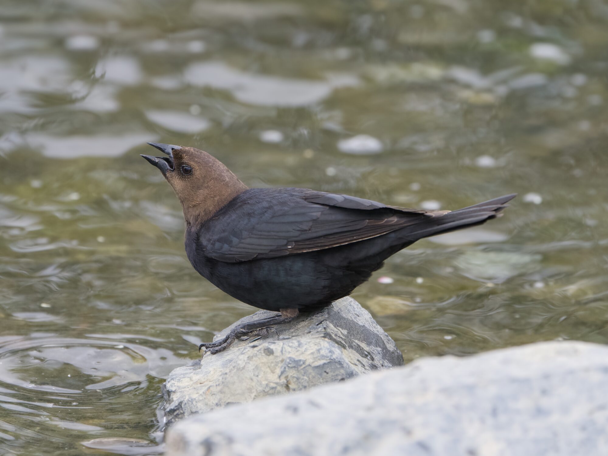 A male Brown-headed Cowbird is crouching on a rock at the water's edge. His head is up, as he is swallowing a bit of water
