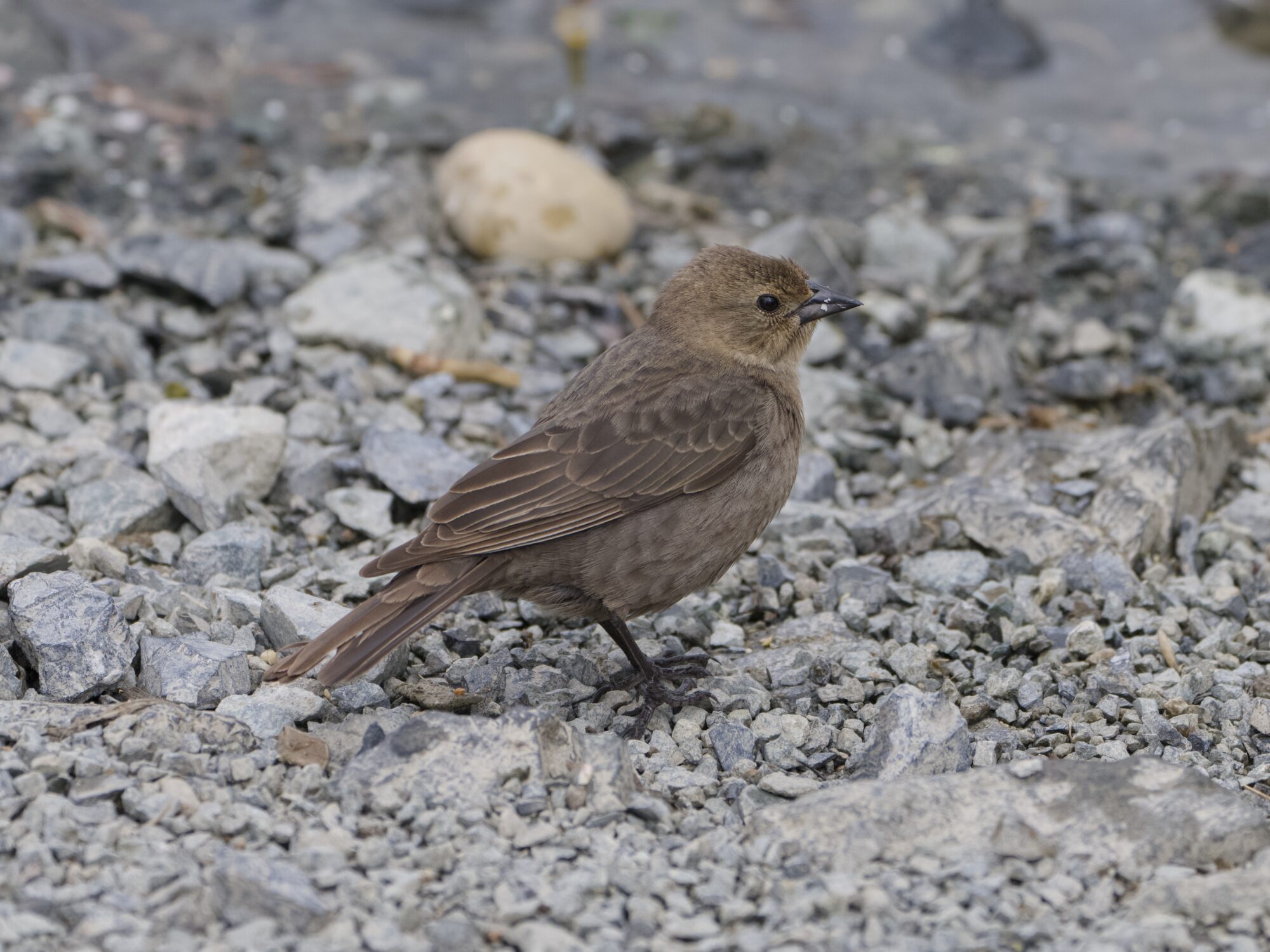 A female Brown-headed Cowbird is on a gravelly surface. In the background you can just see the water's edge