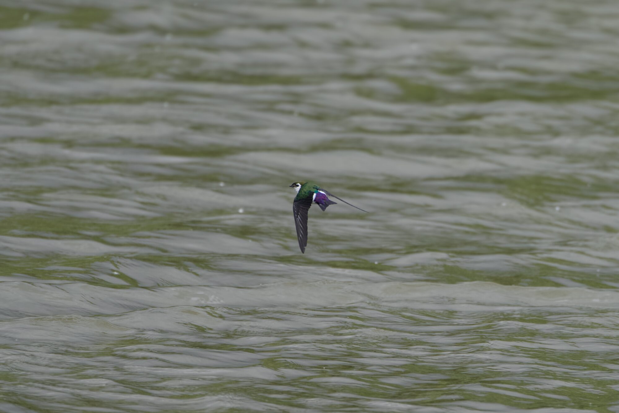 A Violet-green Swallow in flight, above greyish water