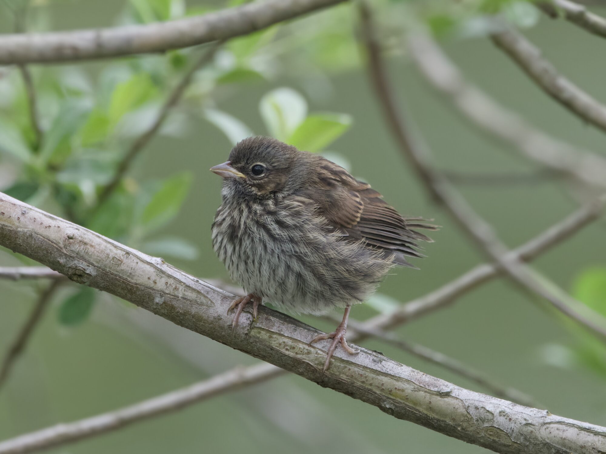 A juvenile Song Sparrow, sitting on a branch