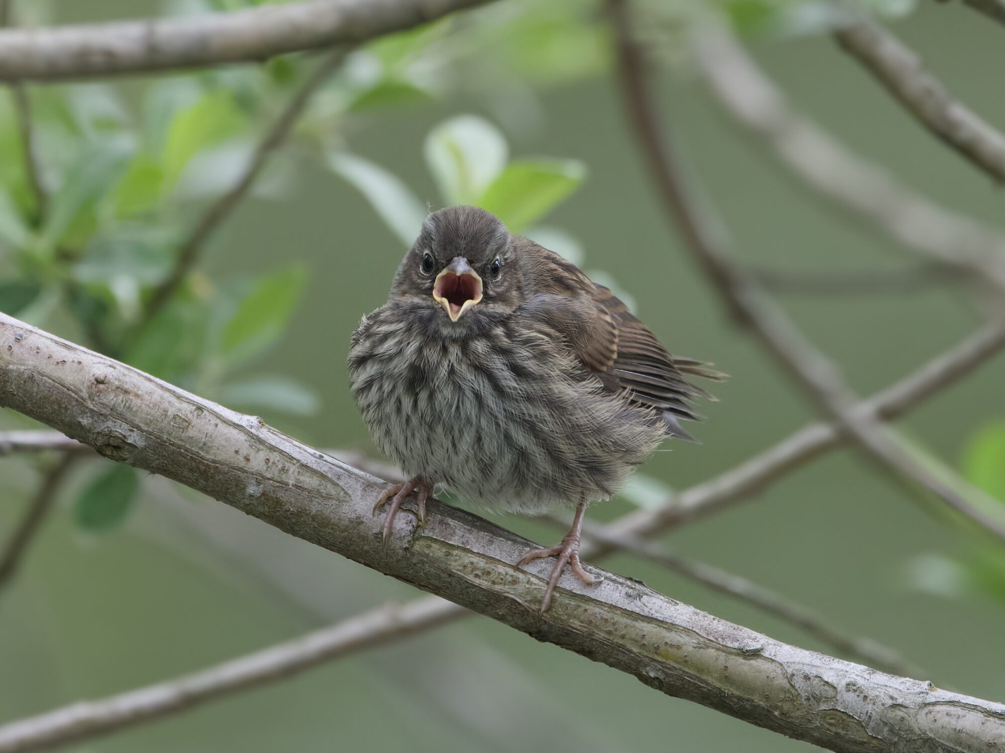 A Juvenile Song Sparrow, sitting on a branch and opening its maw at me