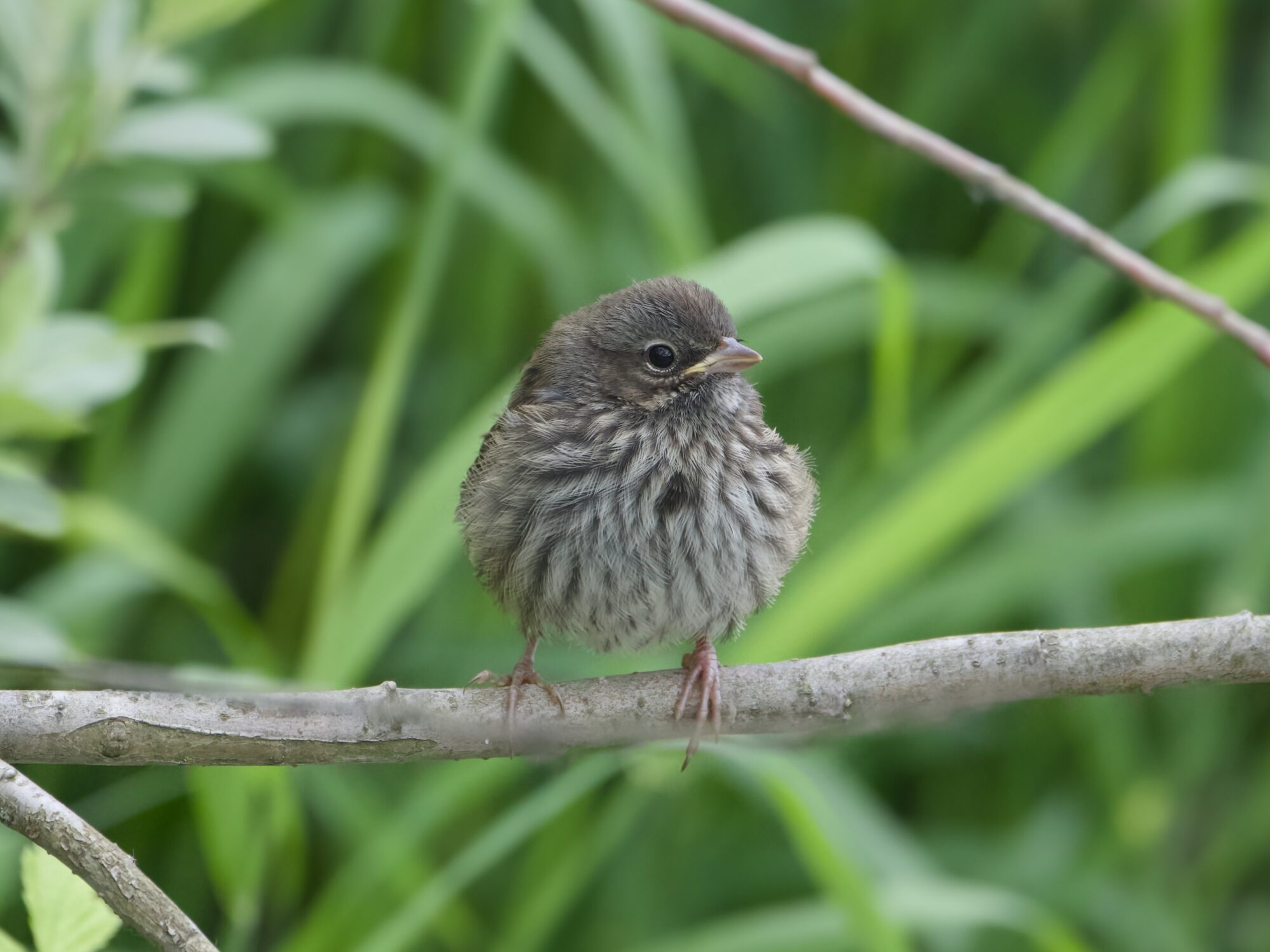 A juvenile Song Sparrow is sitting on a branch at eye level, body facing me but head turned camera right