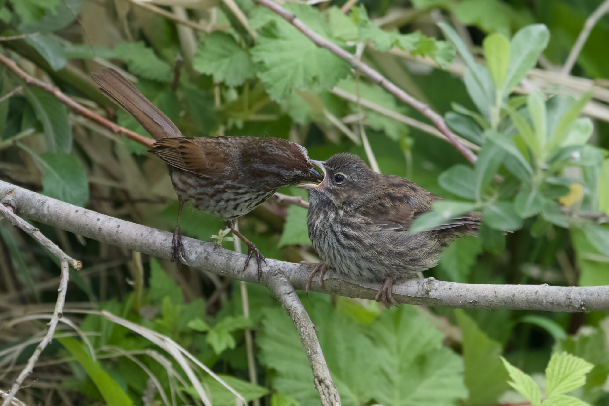 A Song Sparrow adult is feeding its child, stuffing food down its mouth