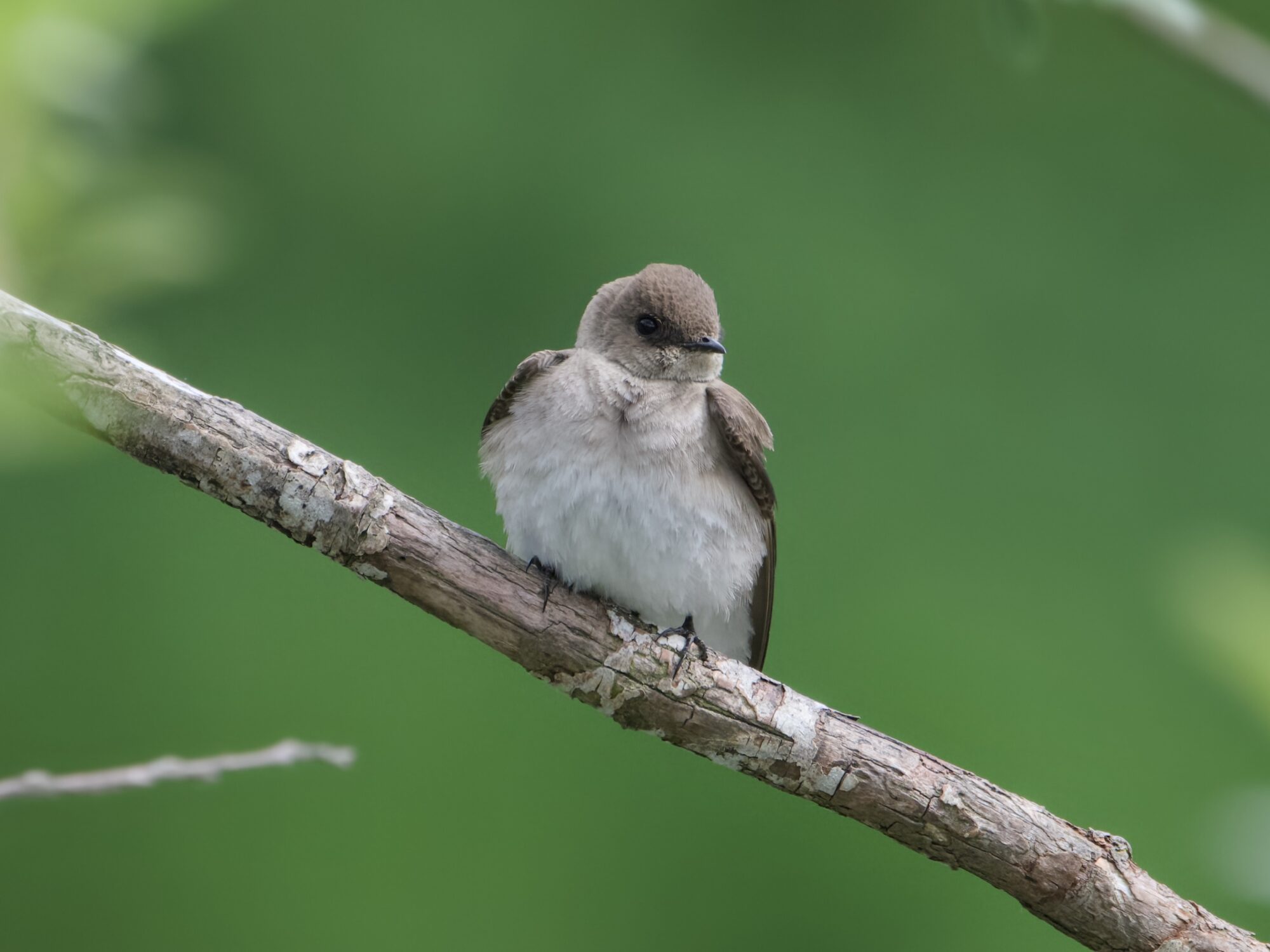 A Northern Rough-winged Swallow is sitting on a branch, facing me