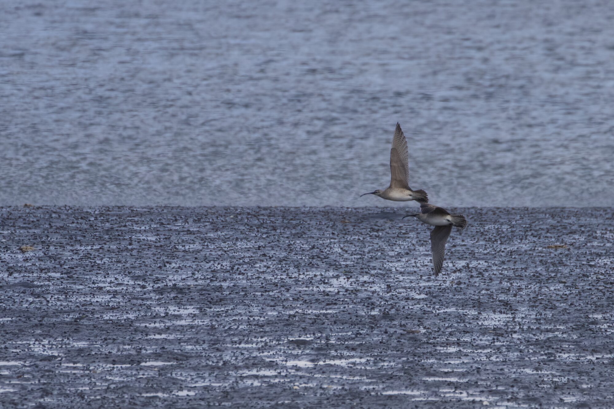 Two Whimbrels flying together, against a background of water