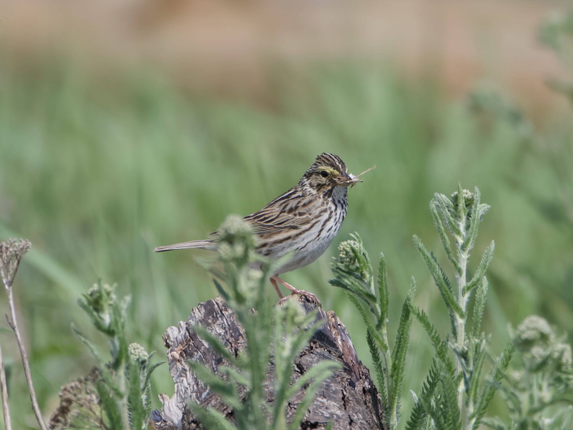 A Savannah Sparrow standing alertly on a log, surrounded by green grasses and clover, holding a bit of nesting material in its beak
