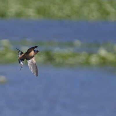 A Barn Swallow making a maneuver in flight. Its tail is spread wide. In the background is water, with a couple long stretches of lilypads