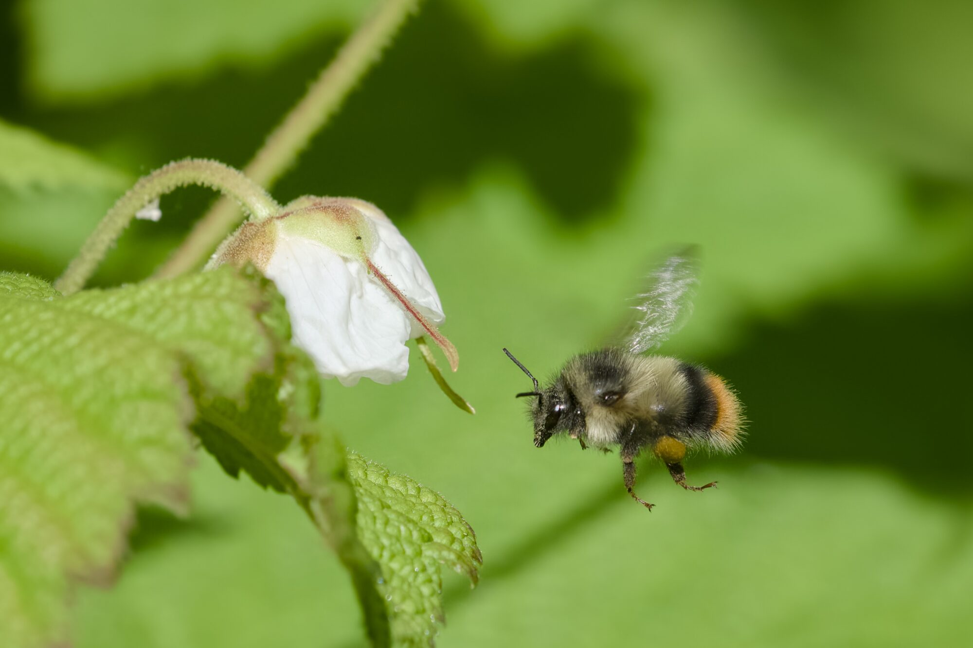 A bumblebee in flight next to a white flower