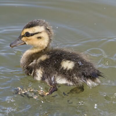 A Mallard Duckling is swimming along in murky water. Beads of water are all over its downy body