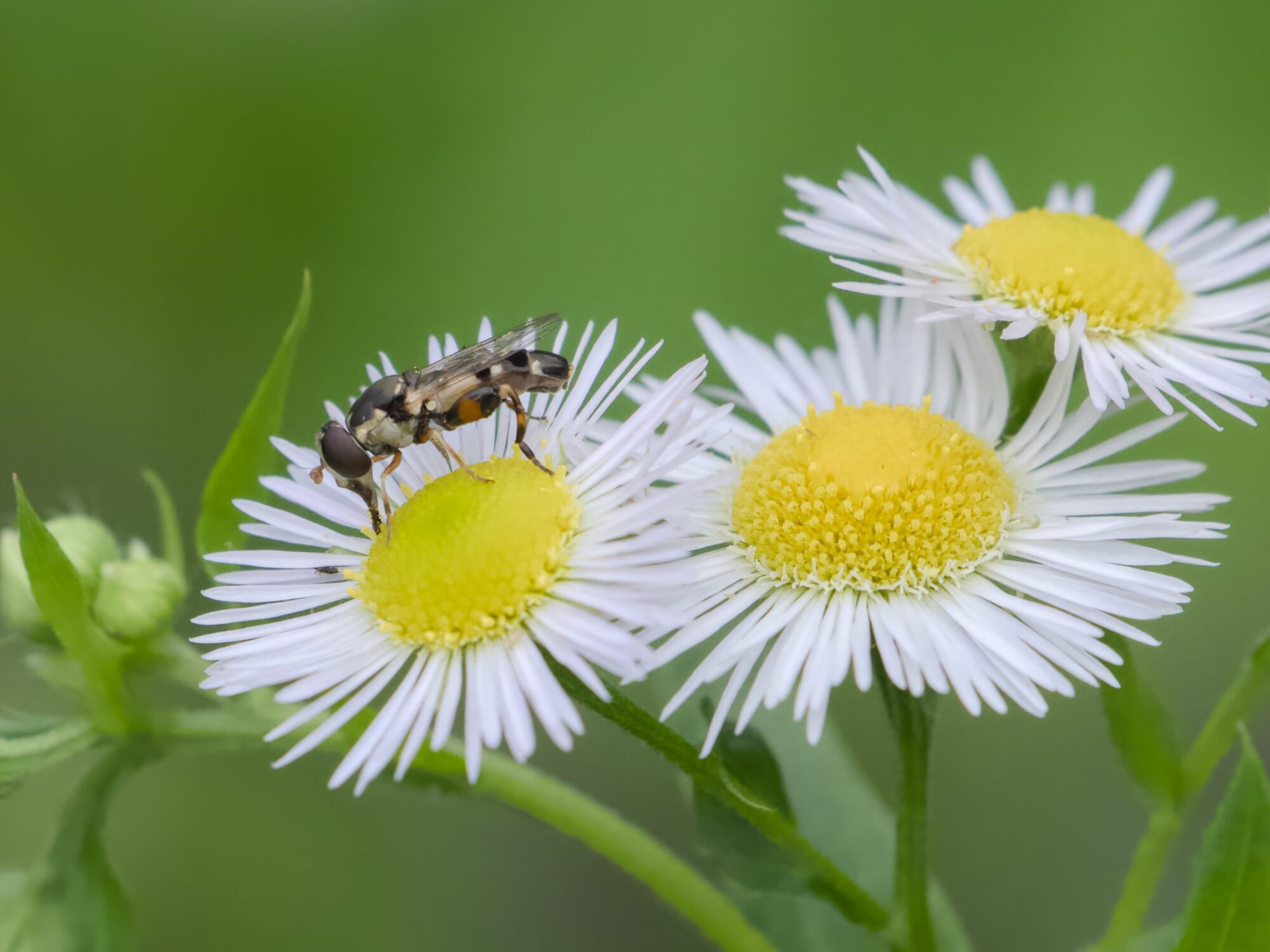 A hoverfly with very muscular hind legs is on a daisy
