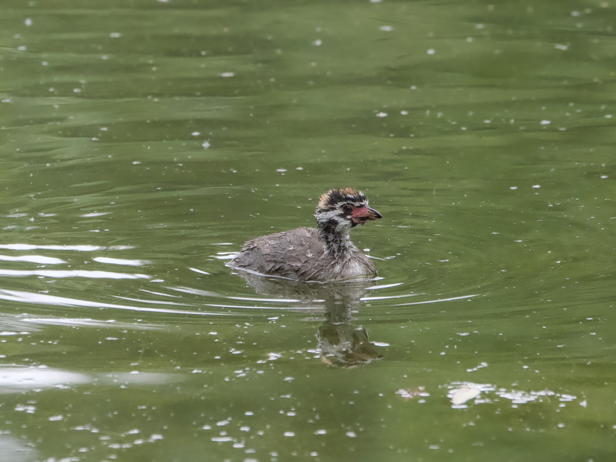 An immature Pied-billed Grebe is swimming alone in greenish water