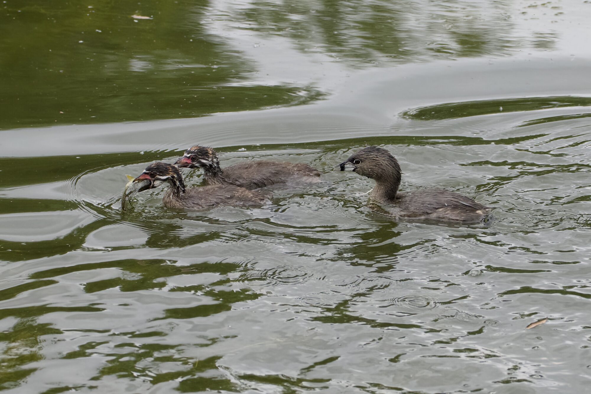 An adult Pied-billed Grebe and two juveniles are swimming in greenish water. One of the juveniles has a huge chunk of fish in its beak and is working hard to get it down