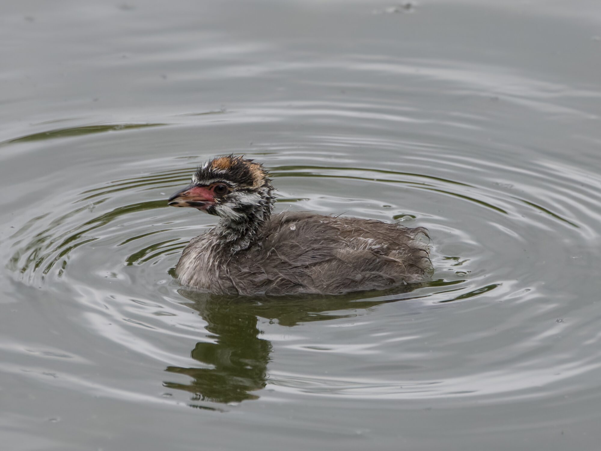 An immature Pied-billed Grebe is swimming alone in greenish water