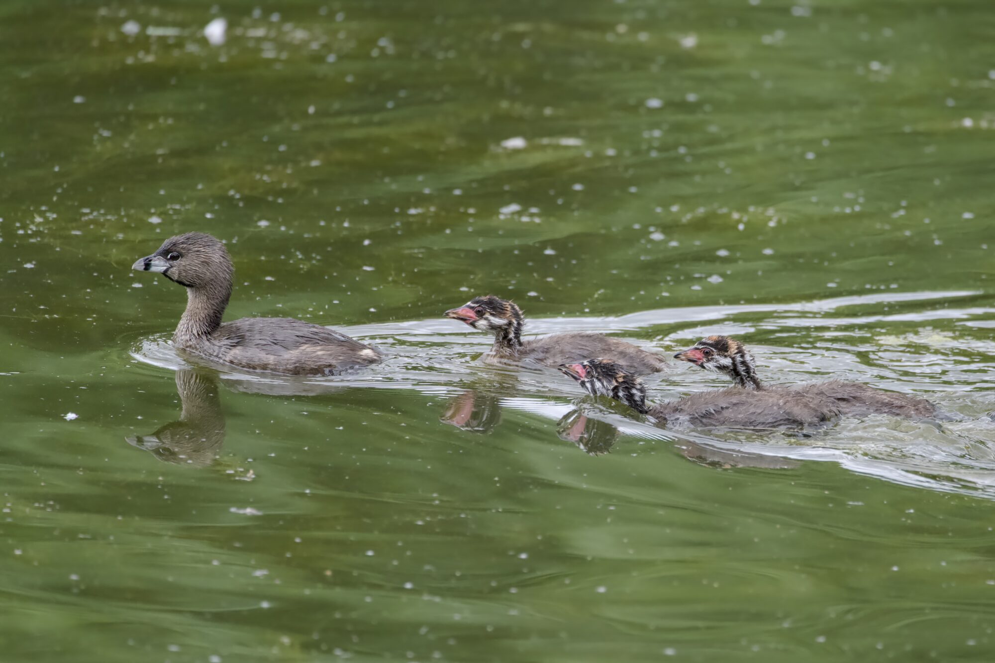 An adult Pied-billed Grebe is swimming in greenish water, followed by three juveniles