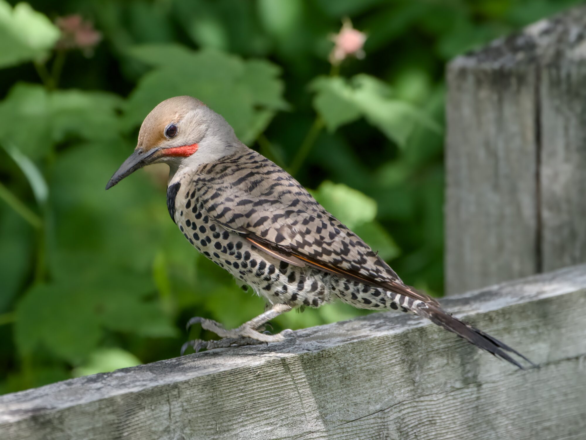 A male Northern Flicker is on a wooden fence. Background is lush greenery