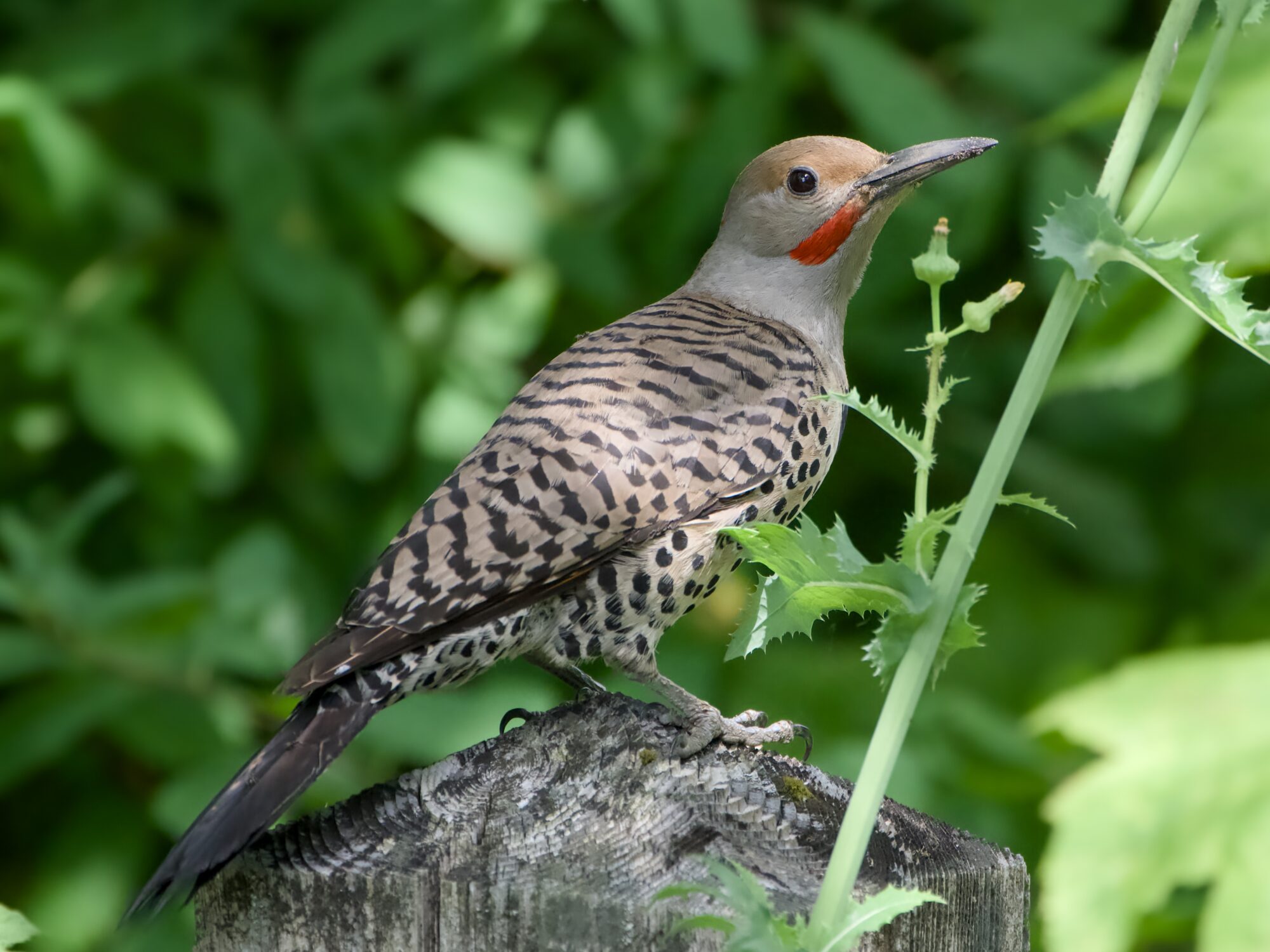 A male Northern Flicker is on a wooden post. Background is lush greenery