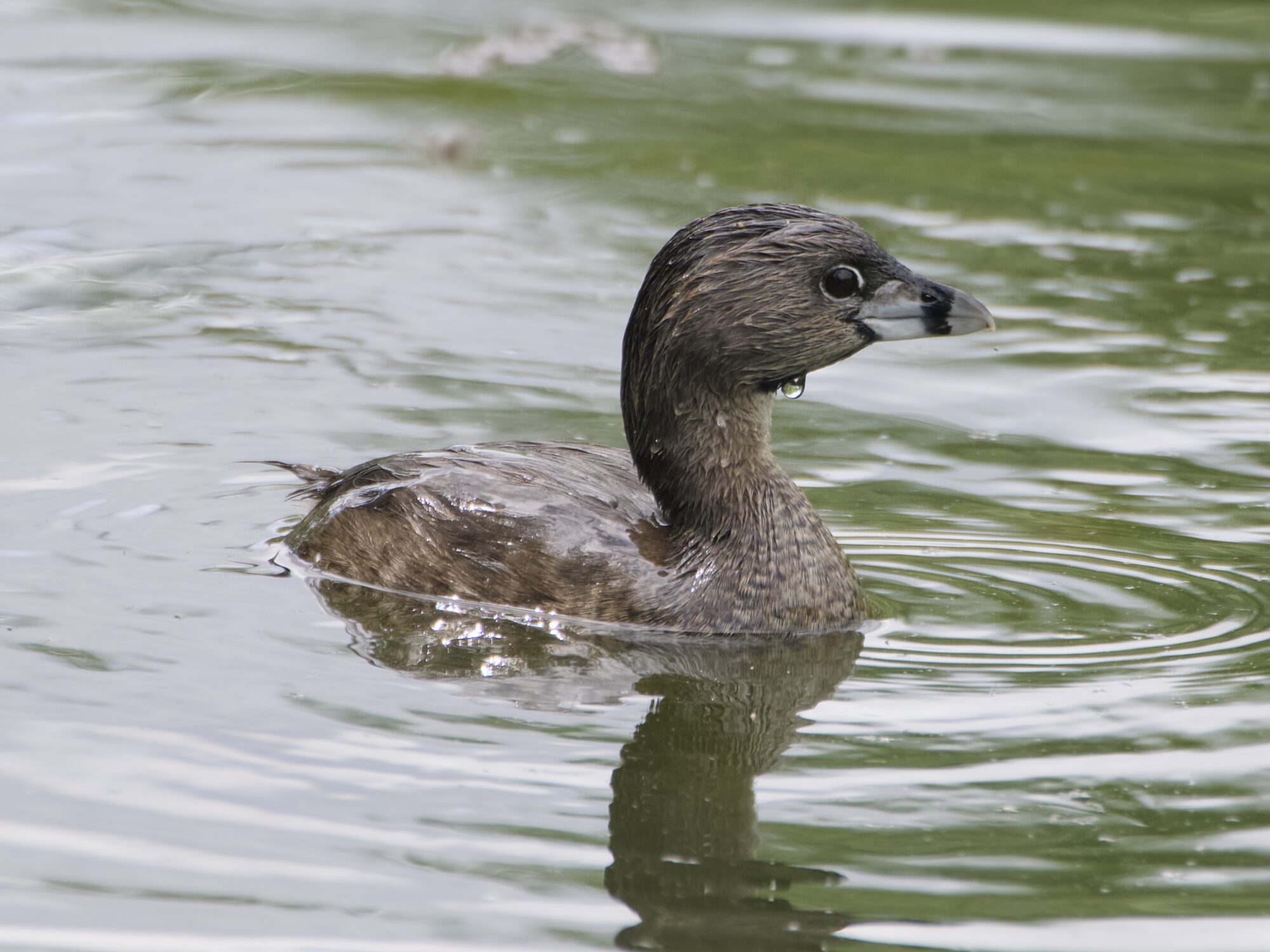 An adult Pied-billed Grebe is swimming in greenish water