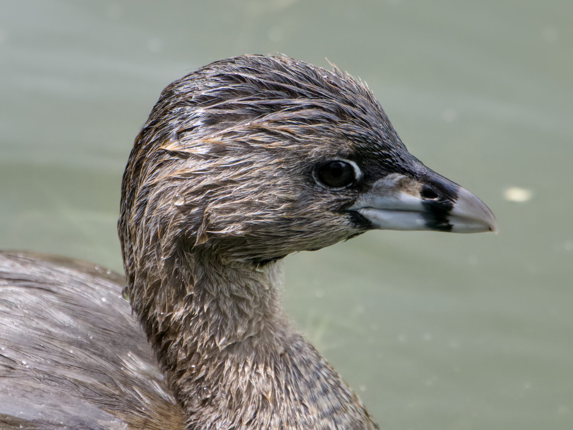 Close up of a Pied-billed Grebe's head and neck