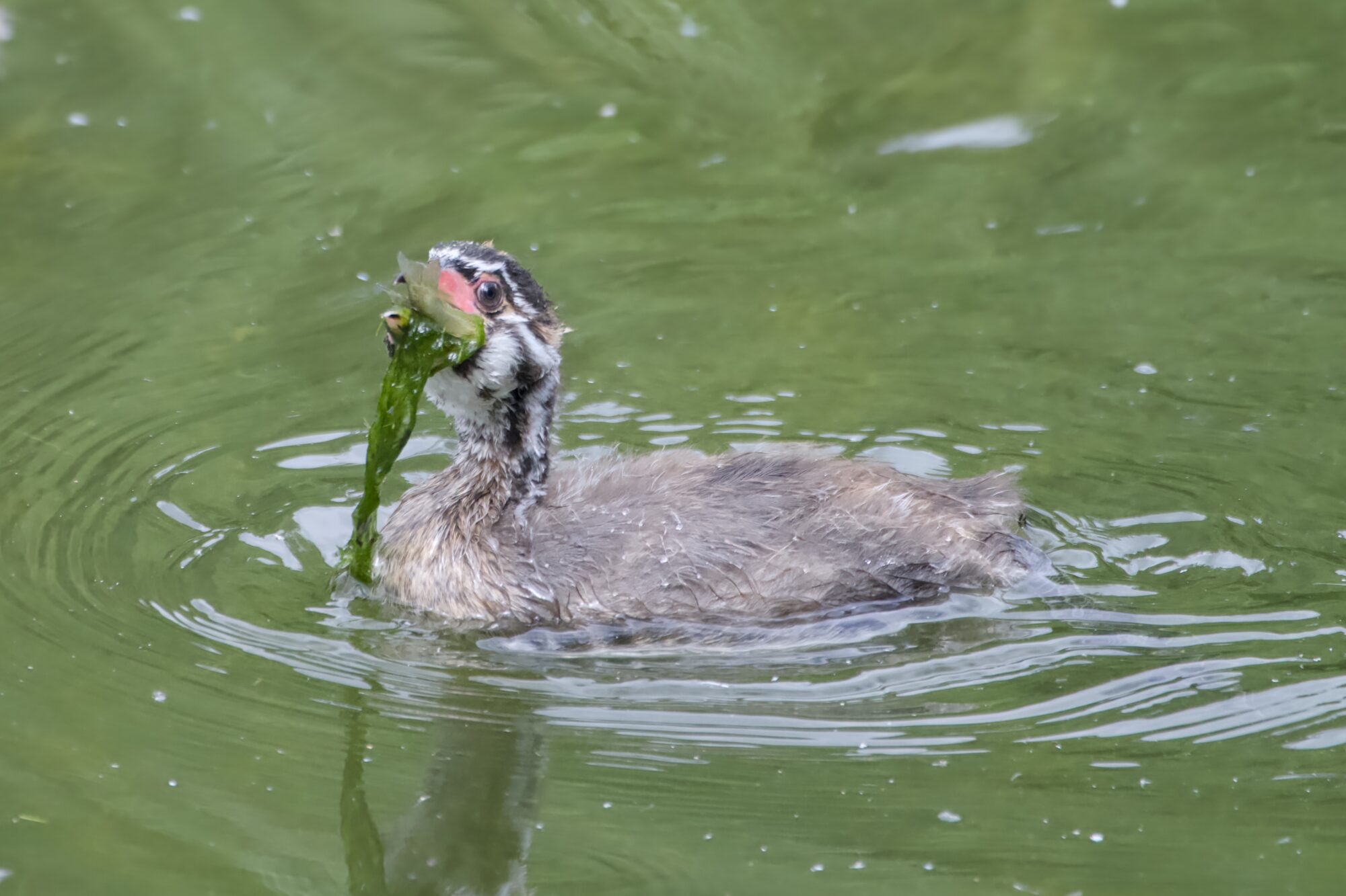 A juvenile Pied-billed Grebe is swimming in greenish water. It is trying to swallow a chunk of fish, along with a big stream of algae