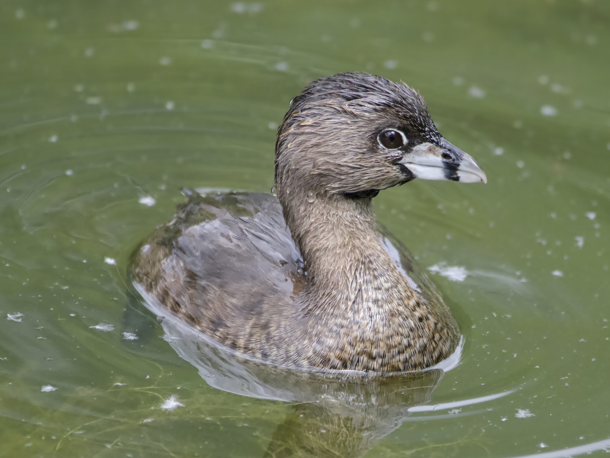 An adult Pied-billed Grebe in greenish water