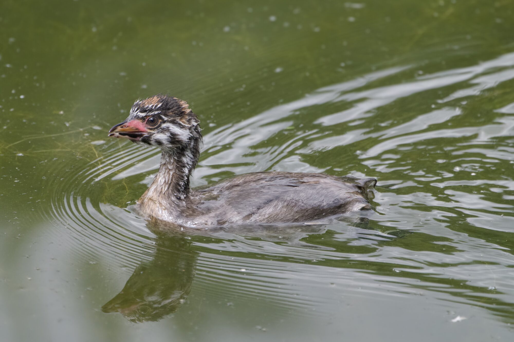 A juvenile Pied-billed Grebe is swimming in greenish water
