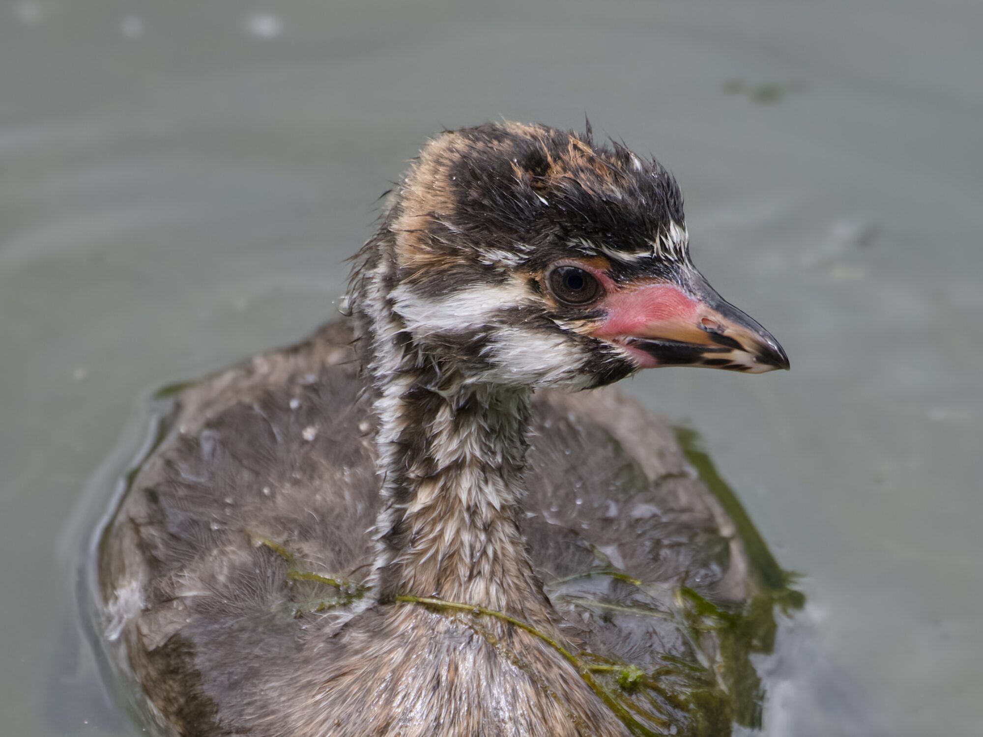 Close up of a juvenile Pied-billed Grebe, swimming along in greenish water. It has a few strands of algae on its neck and body