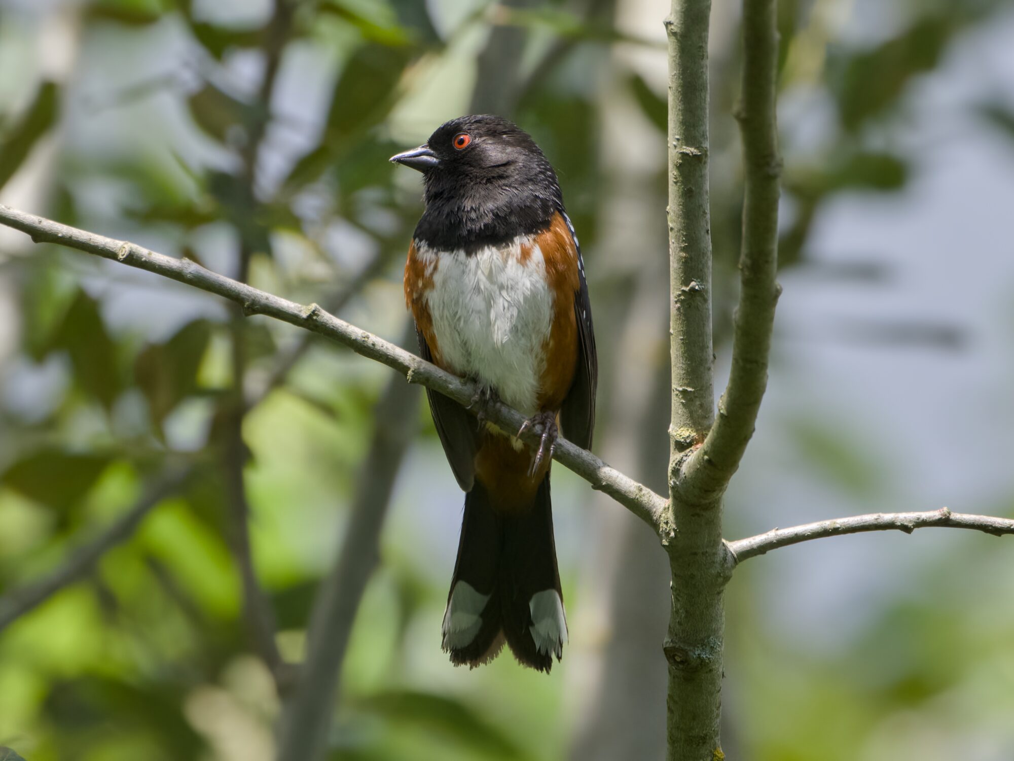 A Spotted Towhee is sitting on a branch. Its body is facing me but its head is turned camera left