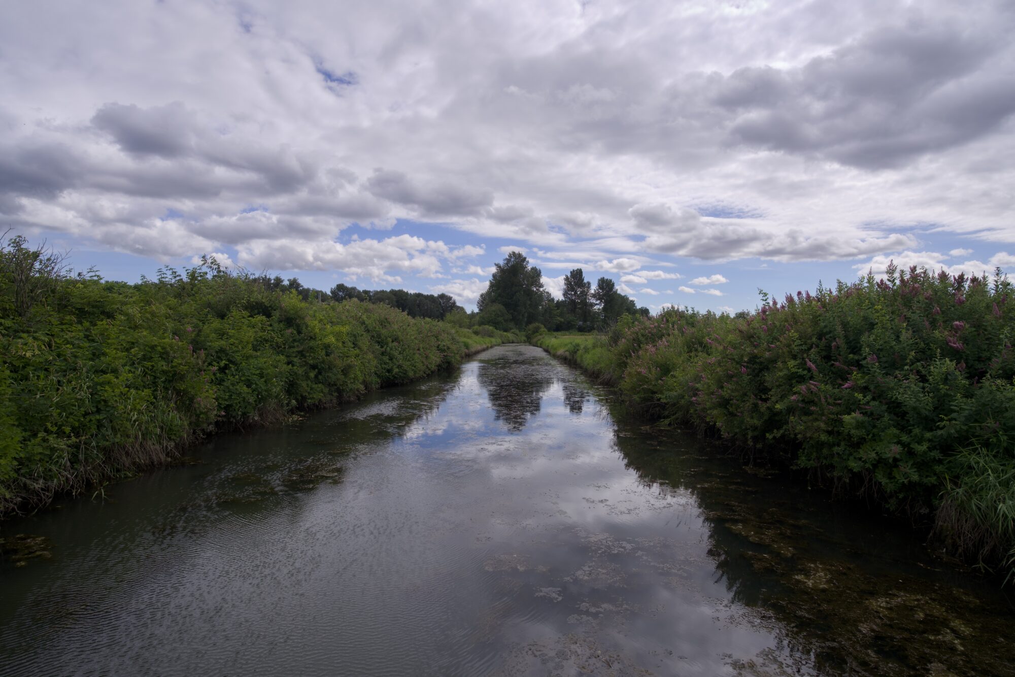A creek surrounded by lush green bushes, under a sky that is mostly clouds