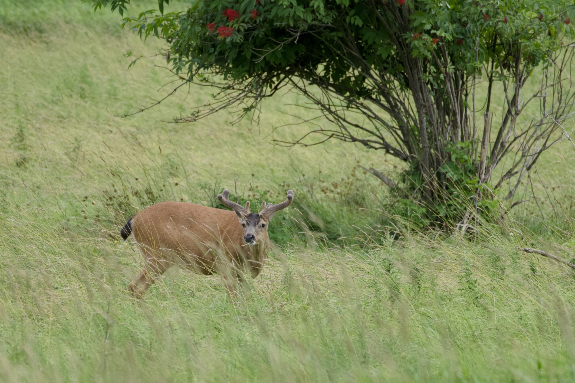 A black-tailed deer among high grasses, with a tree behind it