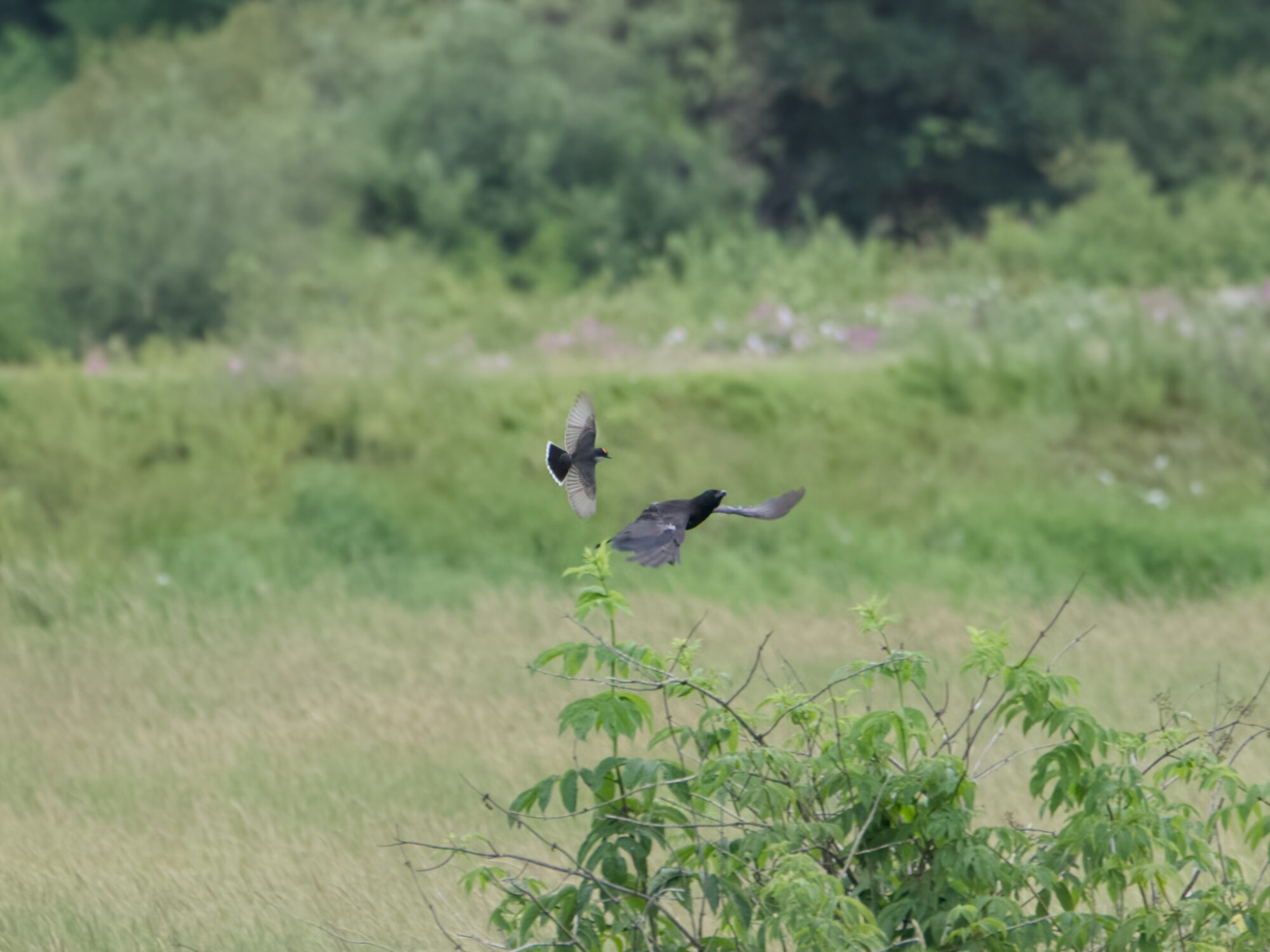 An Eastern Kingbird and a crow having an aerial fight. There is a green bush in the foreground, and open fields with trees in the background