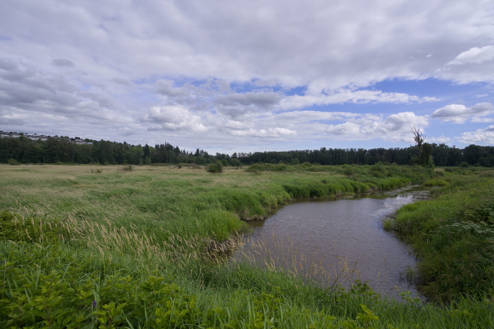 A little creek and an open field of lush grasses. Tall trees in the background, and the sky is mostly overcast