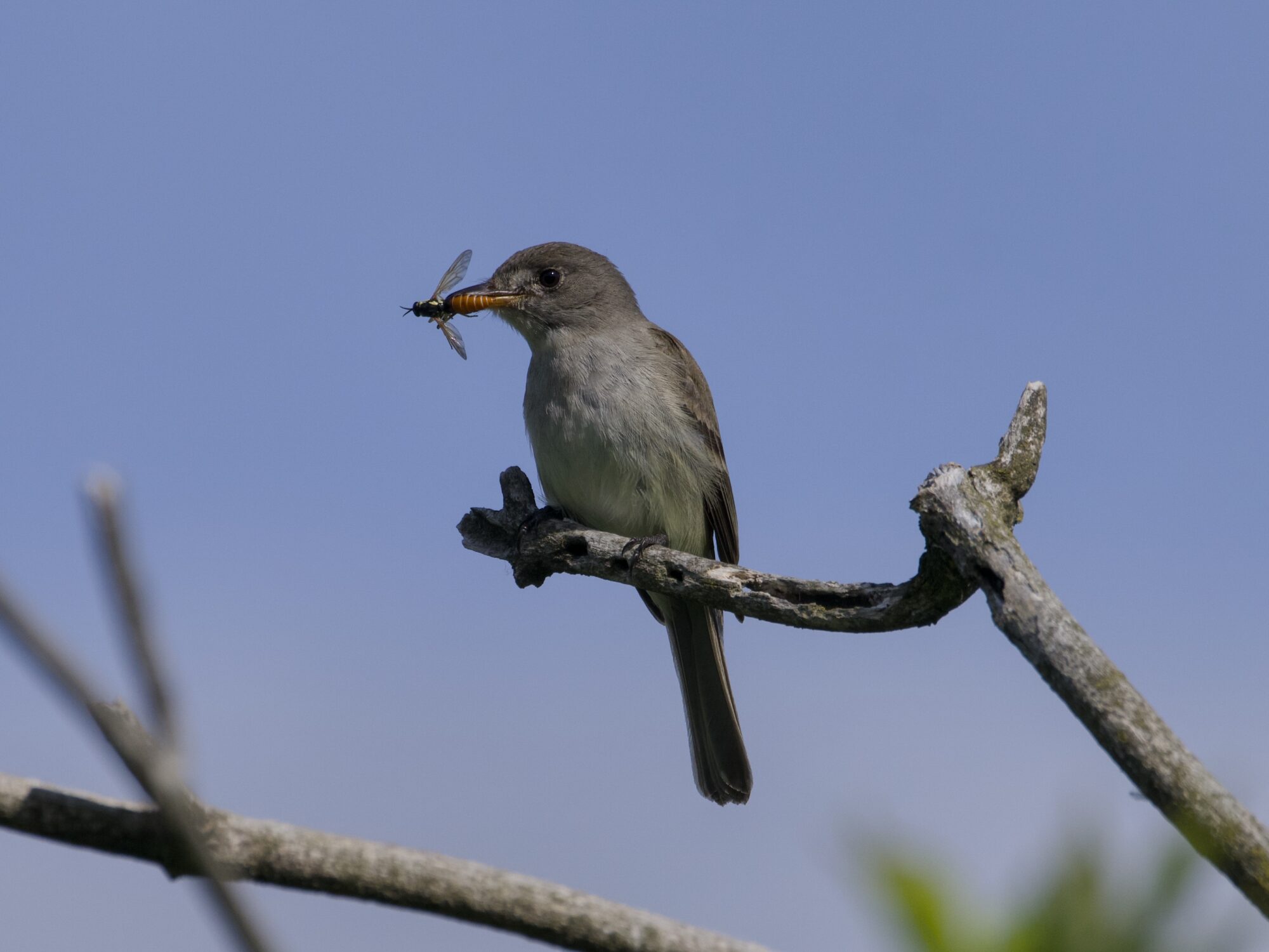 A Willow Flycatcher holding some kind of hoverfly in its beak