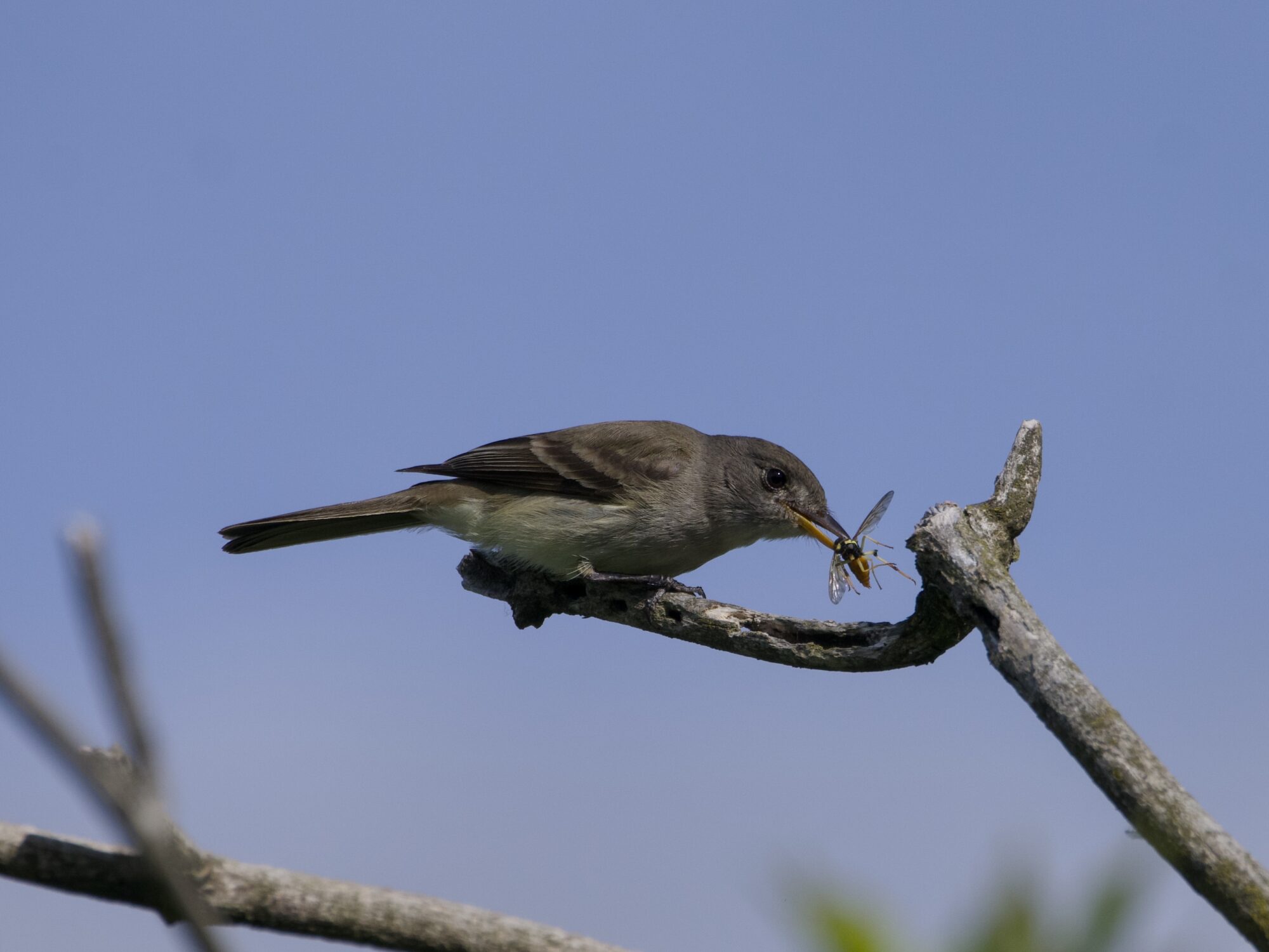 A Willow Flycatcher holding some kind of hoverfly in its beak