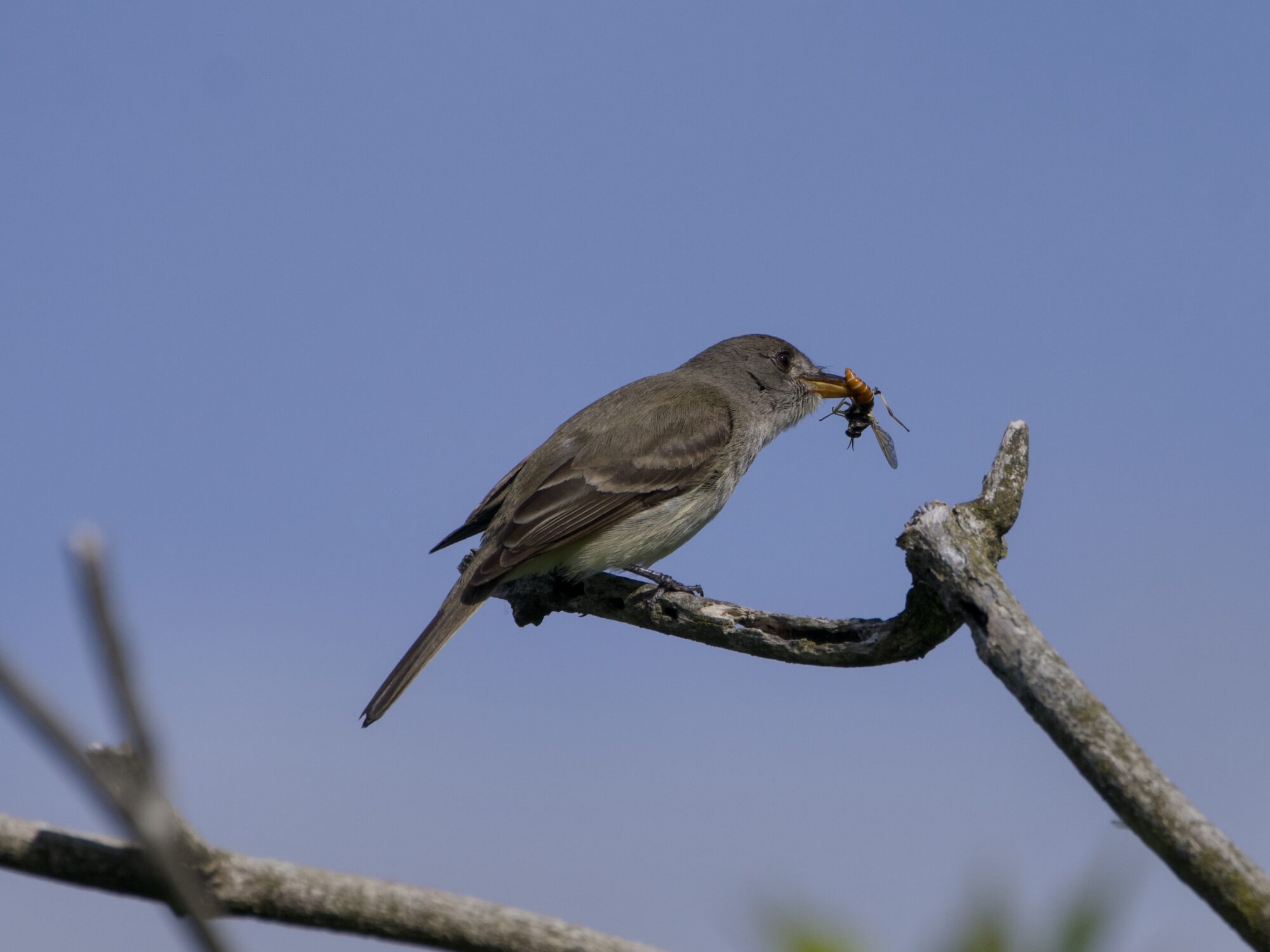 A Willow Flycatcher holding some kind of hoverfly in its beak