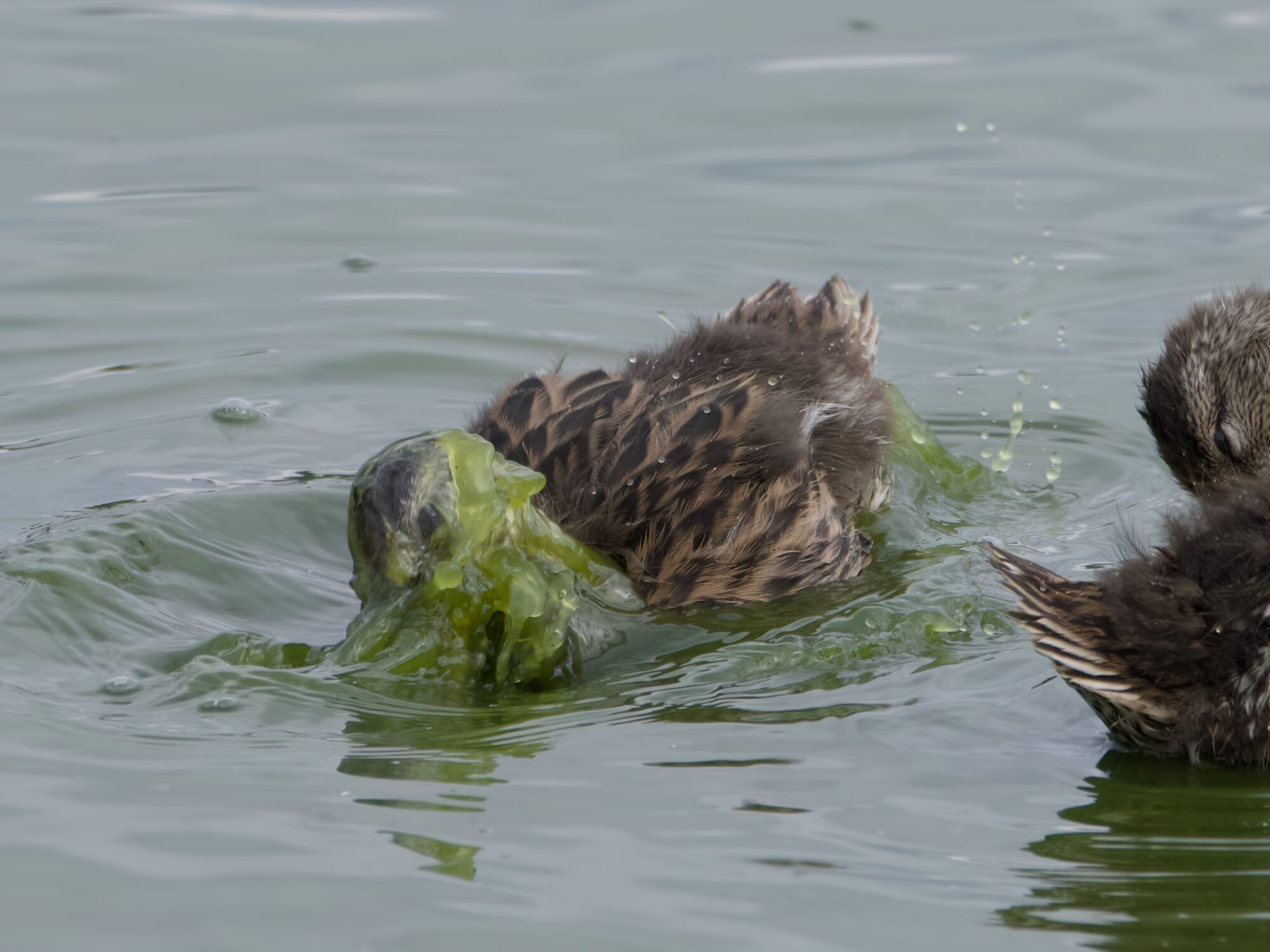 an adolescent Mallard duck in the water, is wrestling with strands of green gunk around its face and feet