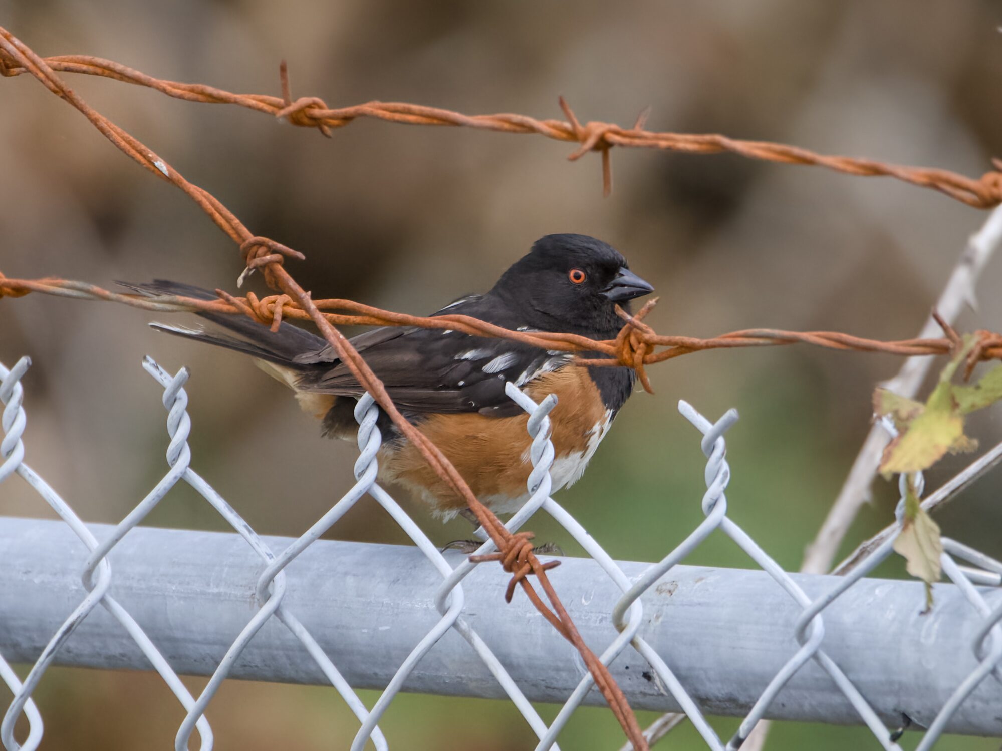 a Spotted Towhee sitting on top of a chain link fence. In front of it are a few strands of rusty barbed wire, the same colour as its chest