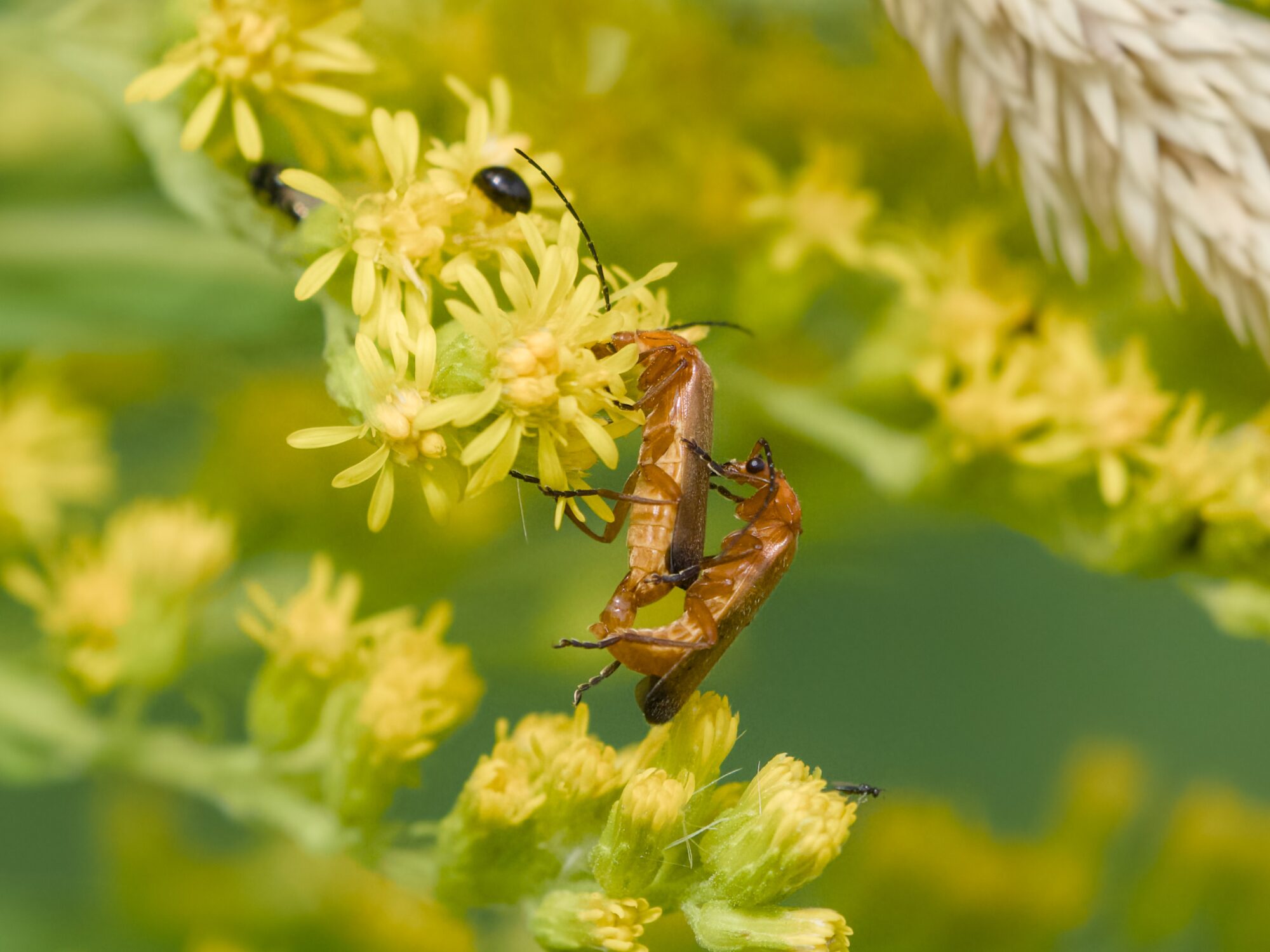 Two red soldier beetles mating, hanging on to a cluster of yellow flowers