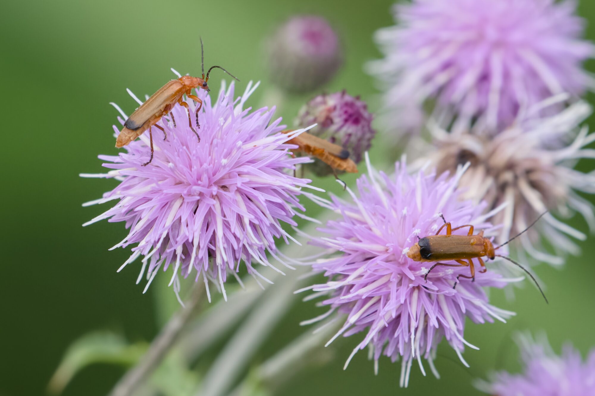 A number of red soldier beetles on round violet flowers