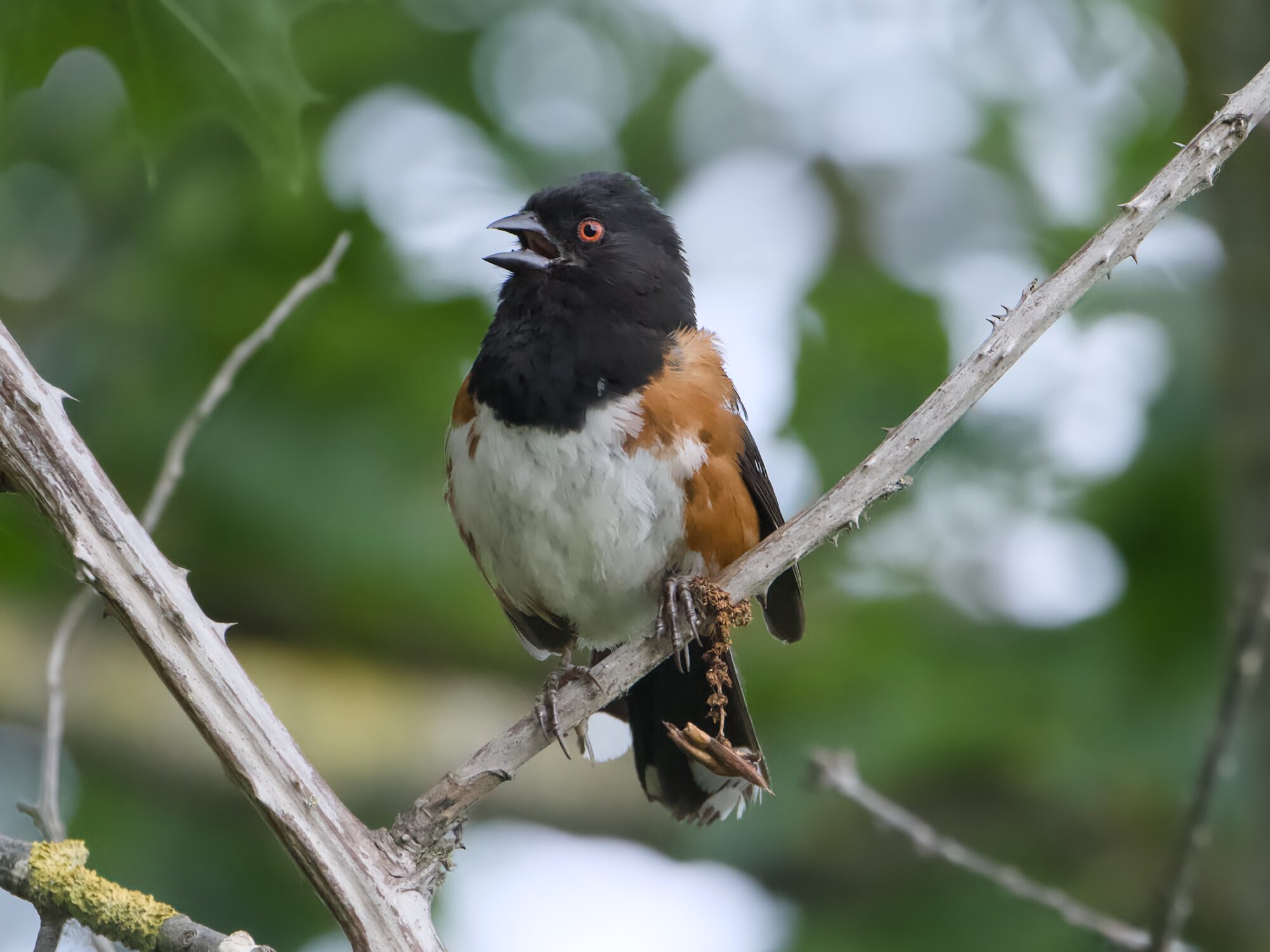 A Spotted Towhee, calling. It is on a branch, about eye level, and in the background are foliage with some bits of blue sky