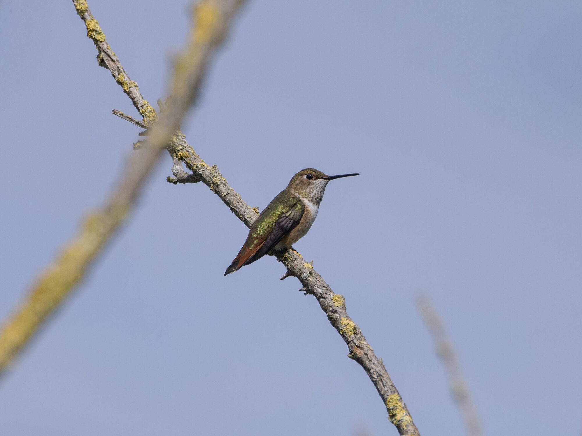 A female Rufous Hummingbird on a branch, seen in profile