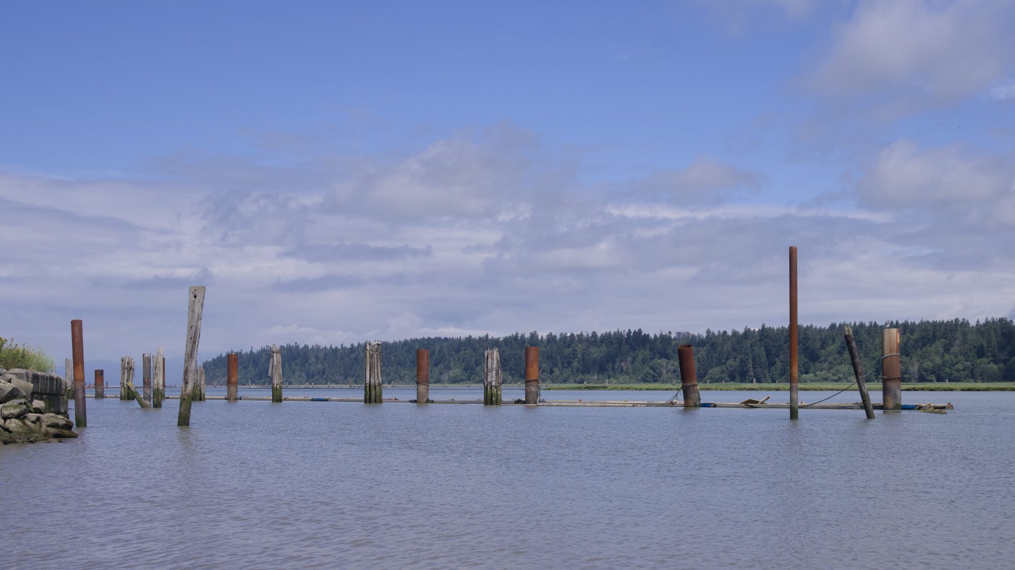 A line of pilings on the Fraser River, all of different sizes and colours