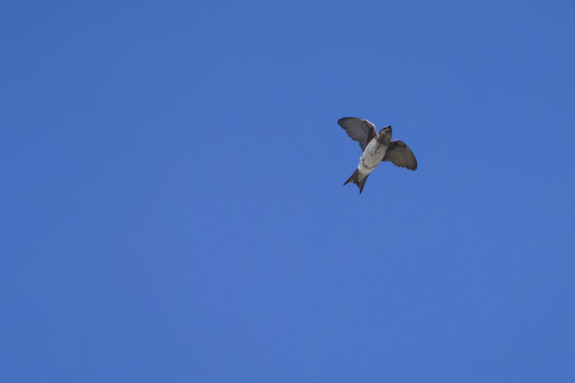 A Northern Rough-winged Swallow flying directly overhead, wings folded in or up. The sky is solid blue