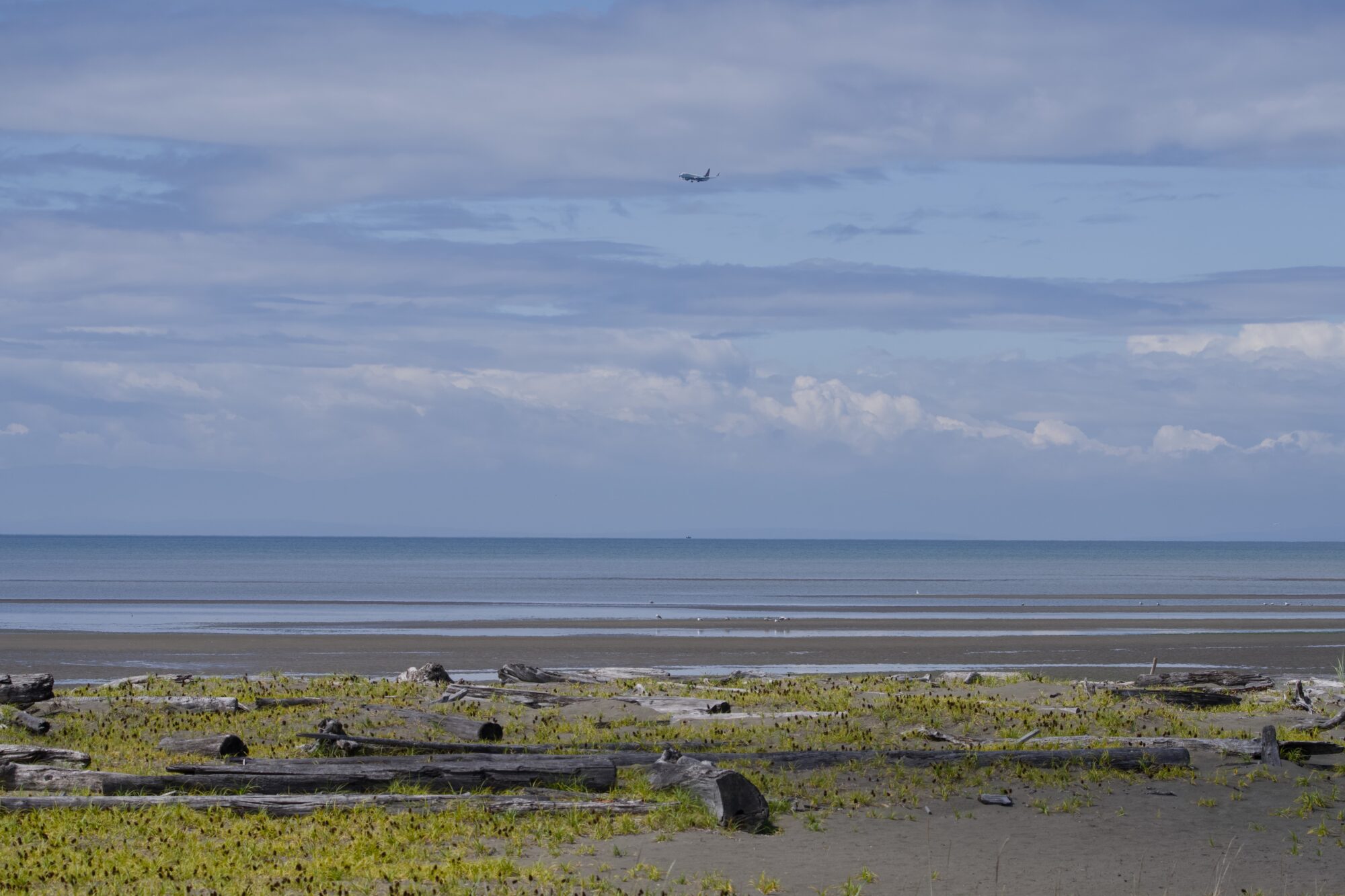 View south from the north jetty. A plane is coming down in the distance, the sky is half-filled with clouds, and the tide is very low. In the foreground are a mess of beached logs and short vegetation