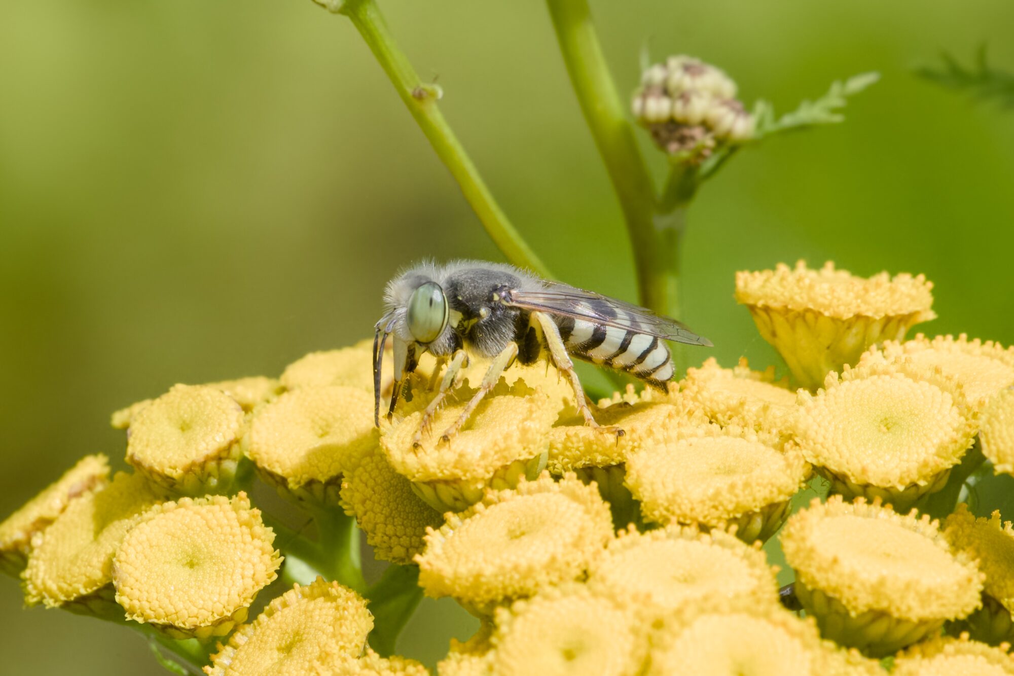 A Sand Wasp tasting the tansy