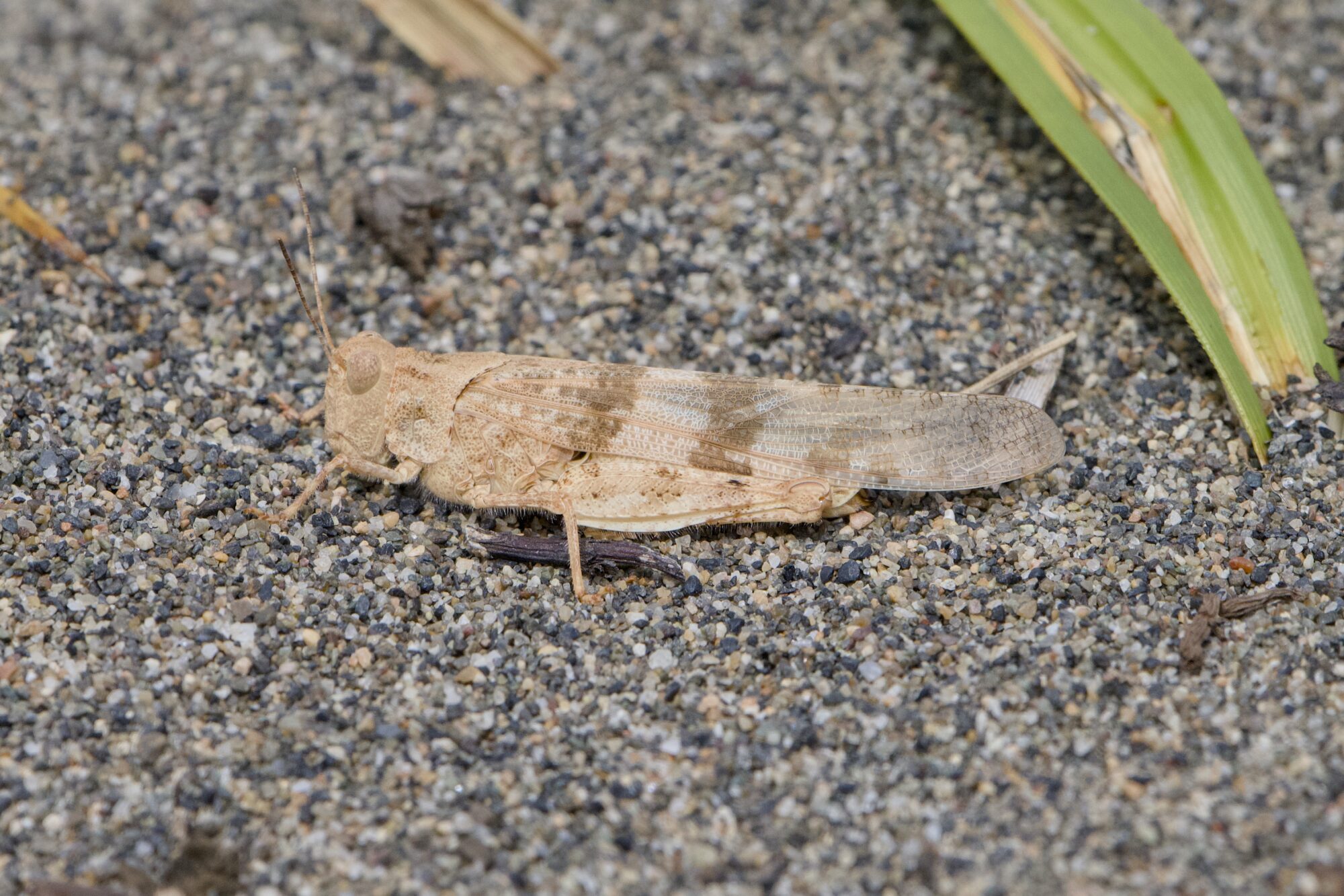 A pale brown grasshopper on grey sand.