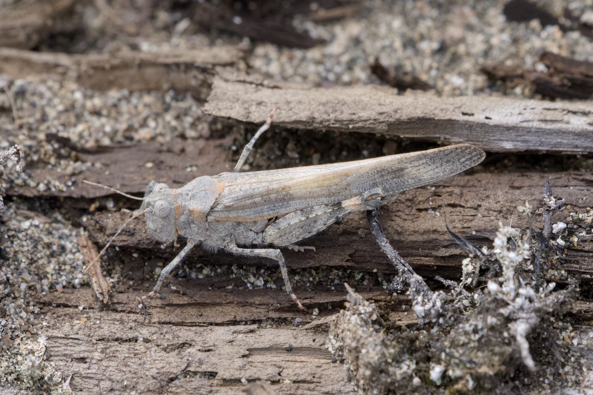 A mostly pale off-white grasshopper, on a beached log