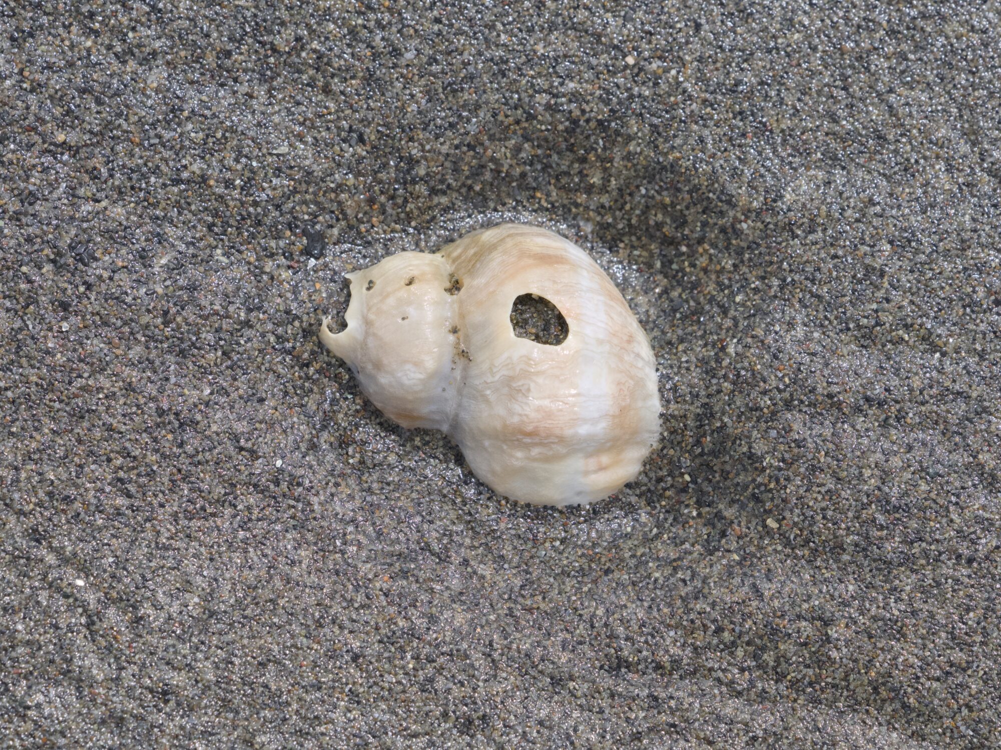 Part of a spiral shell, resting on dark grey sand. It is off-white and beige, with a hole in the middle